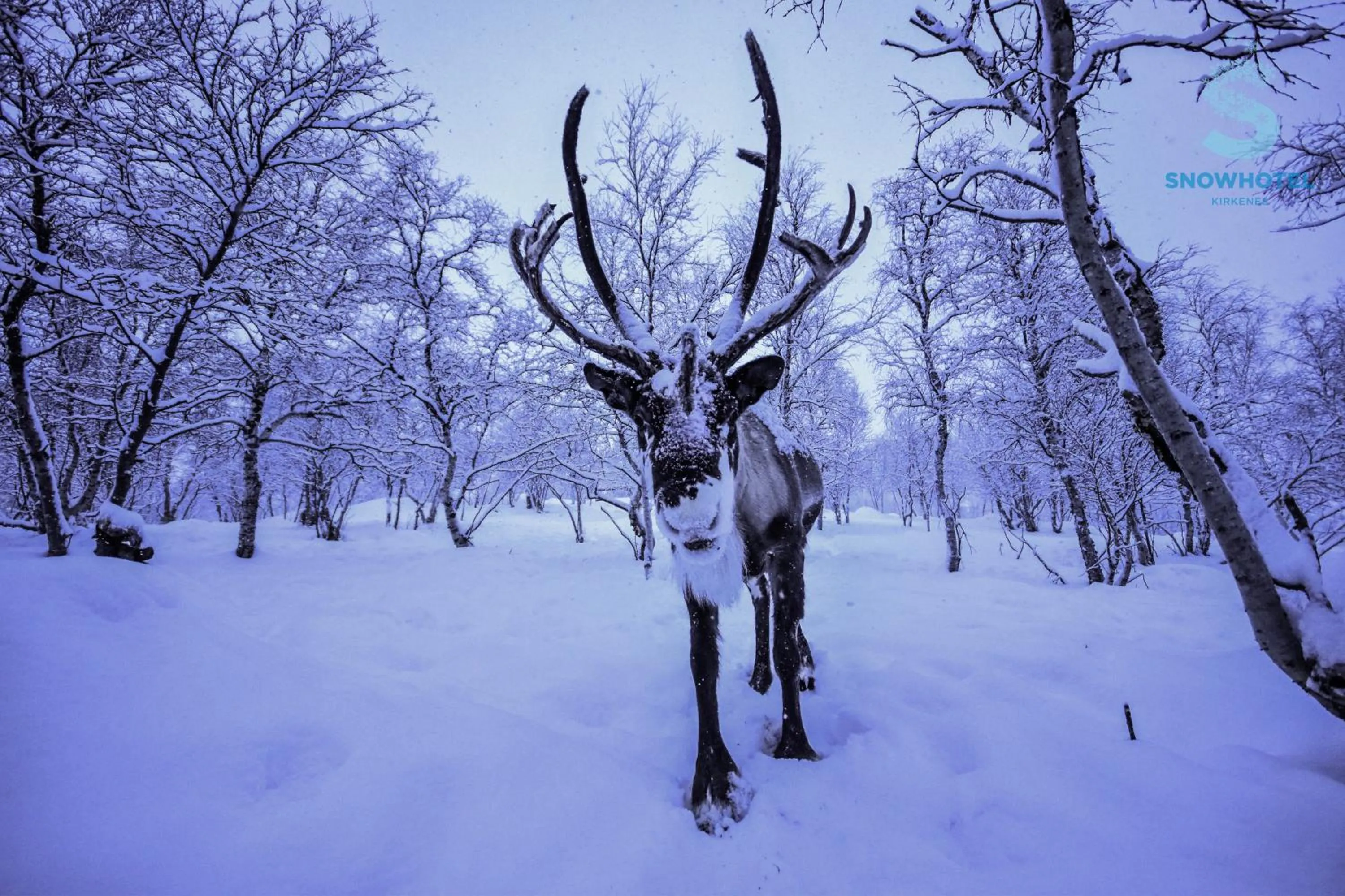 Natural landscape in Snow Resort Kirkenes