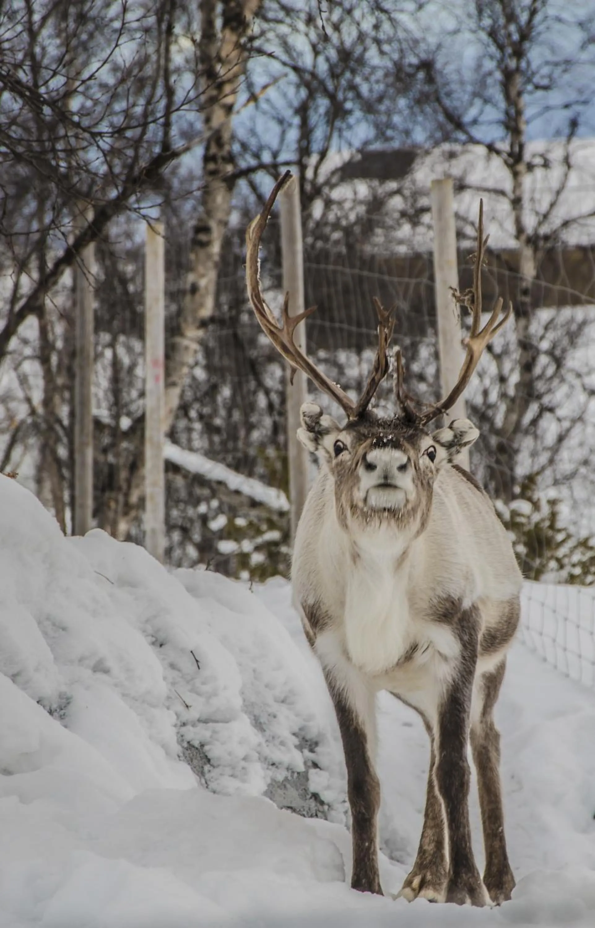 Winter in Snow Resort Kirkenes
