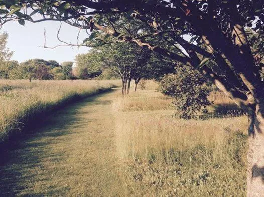 Natural landscape in Historic White Blossom House