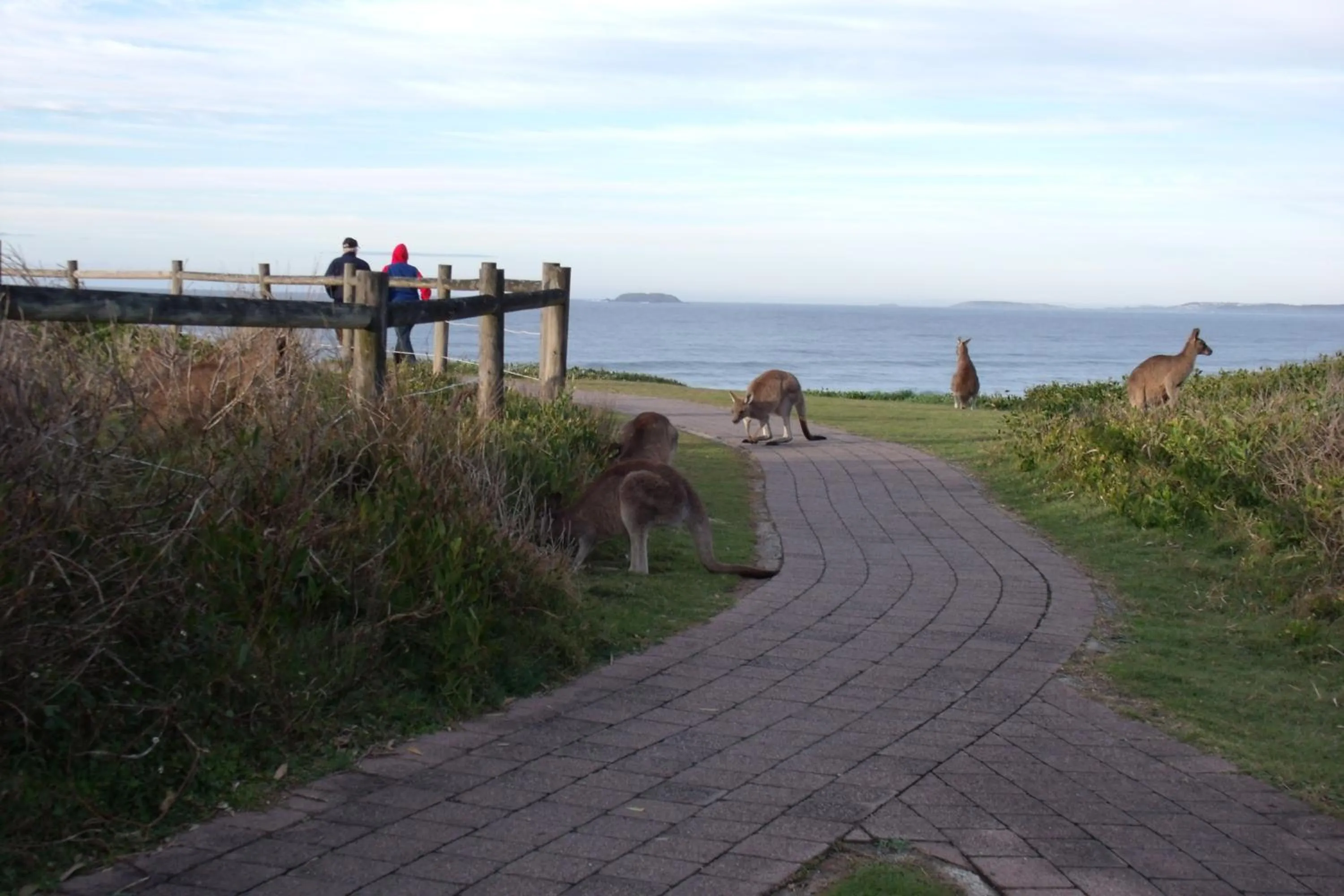 Animals in Emerald Tropical Palms B & B