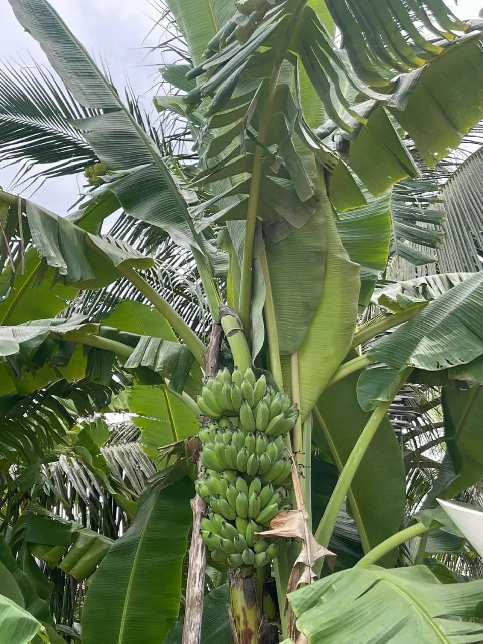 Ganesha Kampot Resort