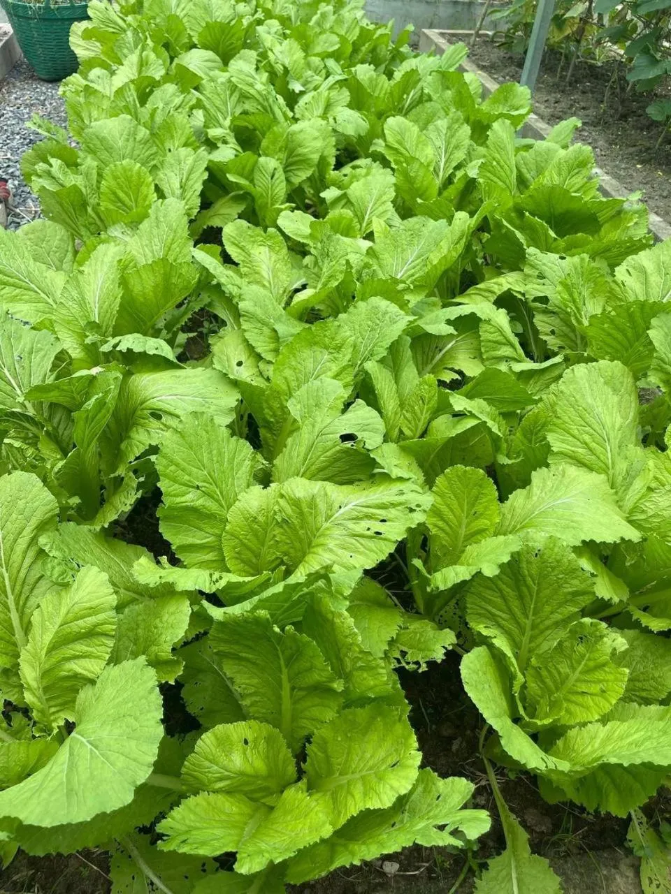 Ganesha Kampot Resort