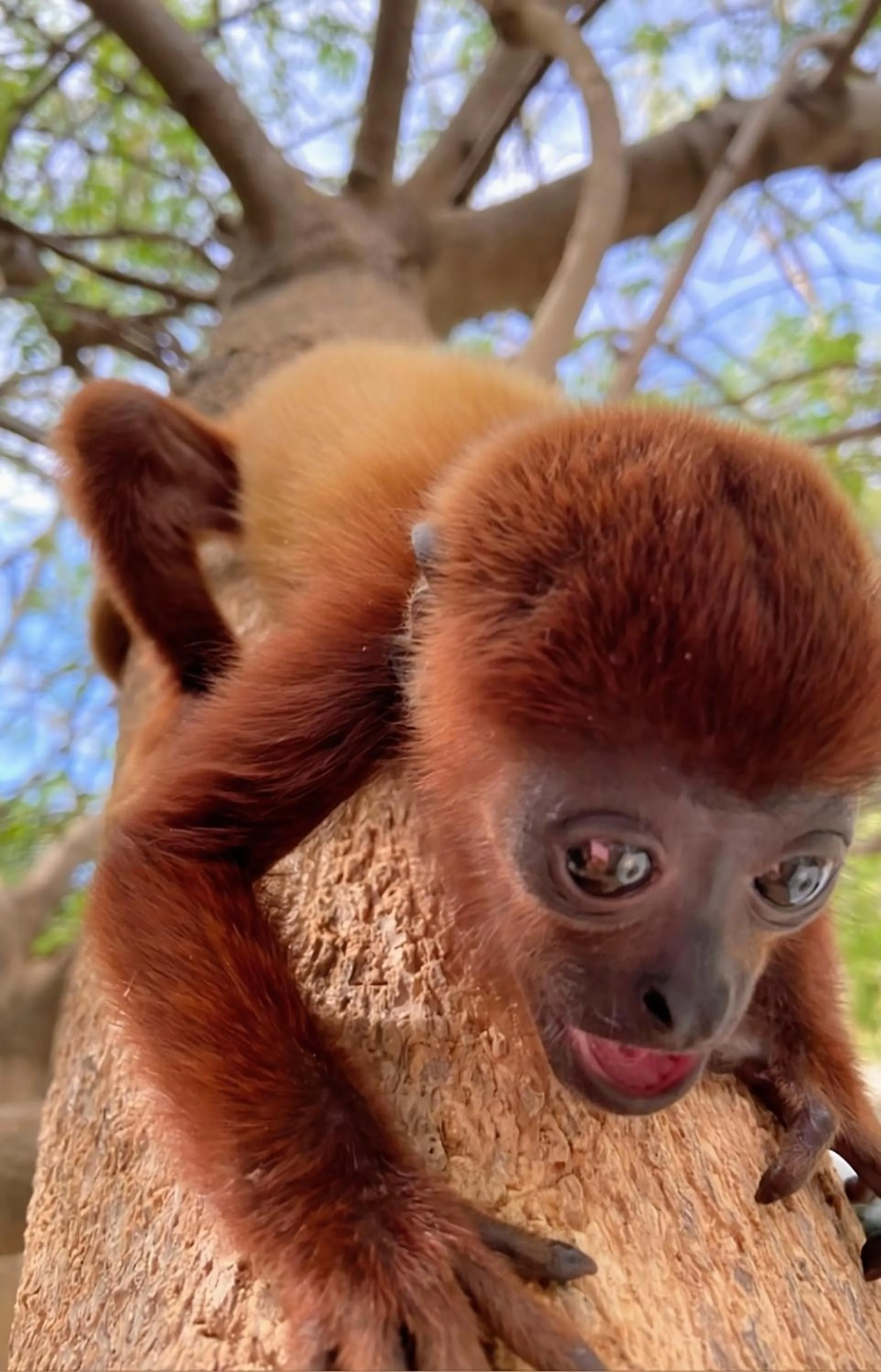 Natural landscape in Villa Maria Tayrona, Jungle and Sea Experience