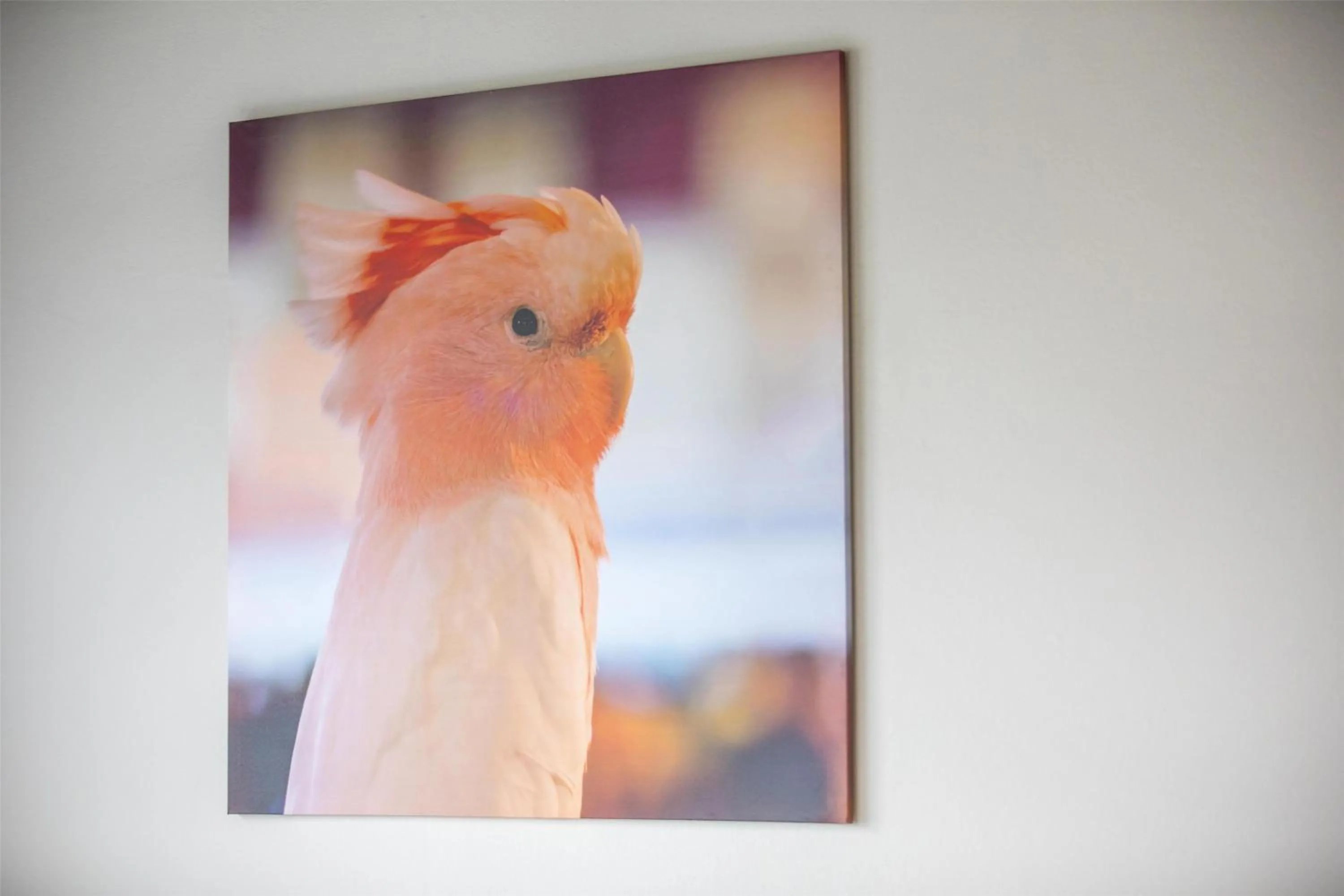 Other in Nightcap at Chester Hill Hotel