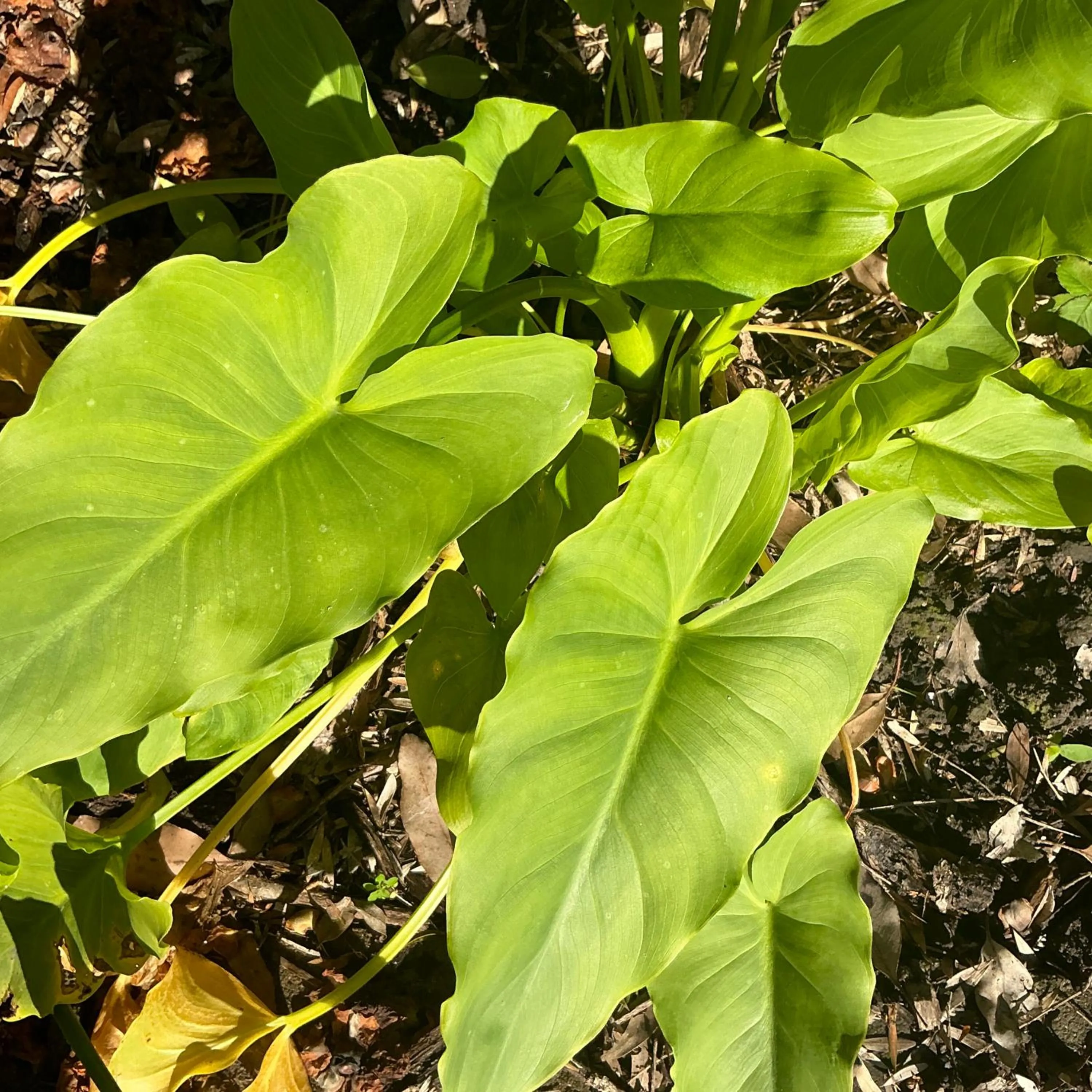 Sanctuary House Resort Motel