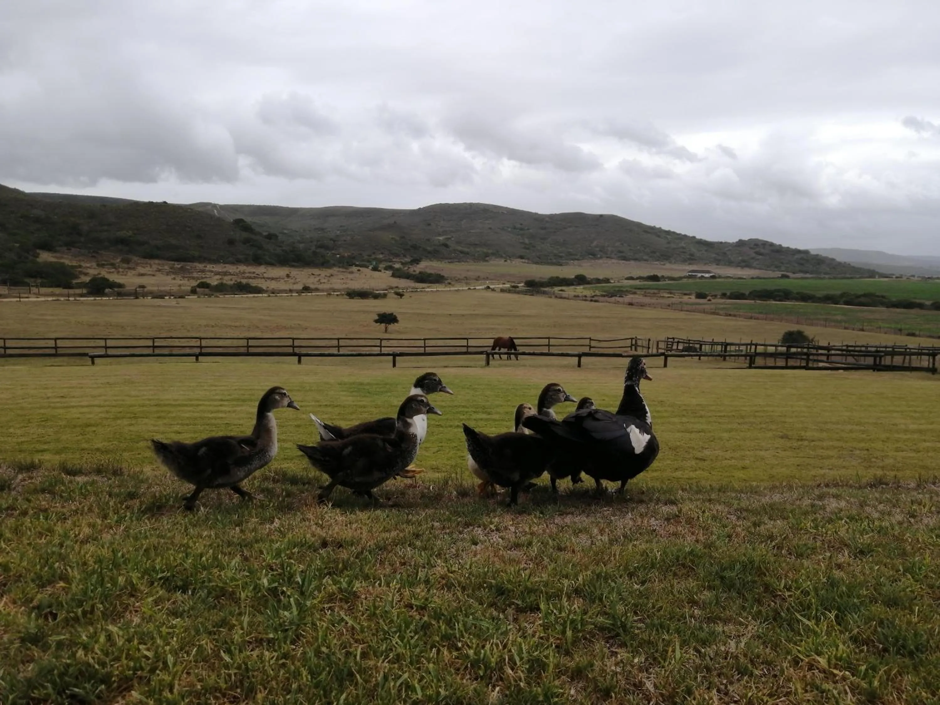 Animals in Outeniquabosch Lodge