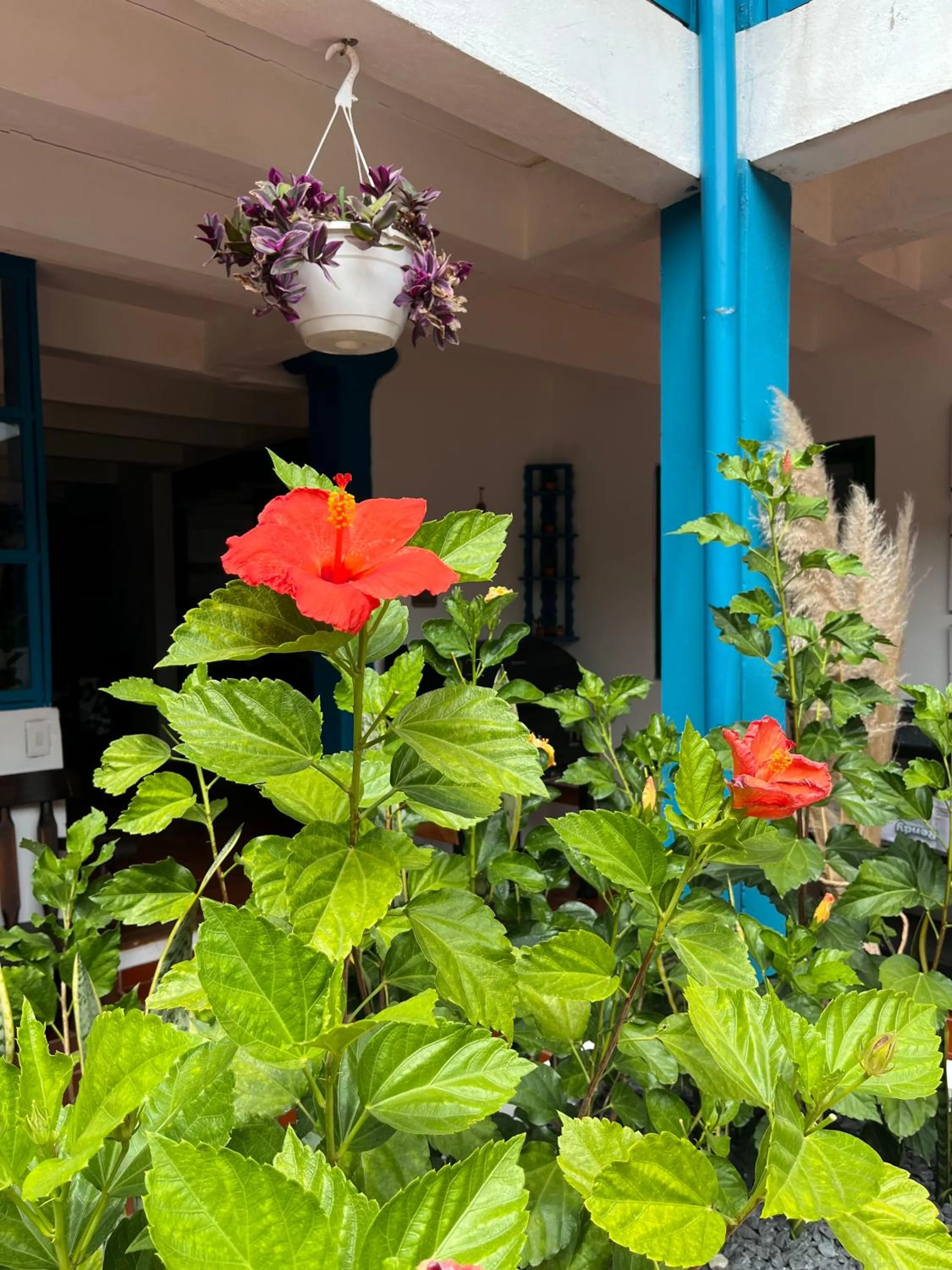 Garden in Celeste Villa de Leyva