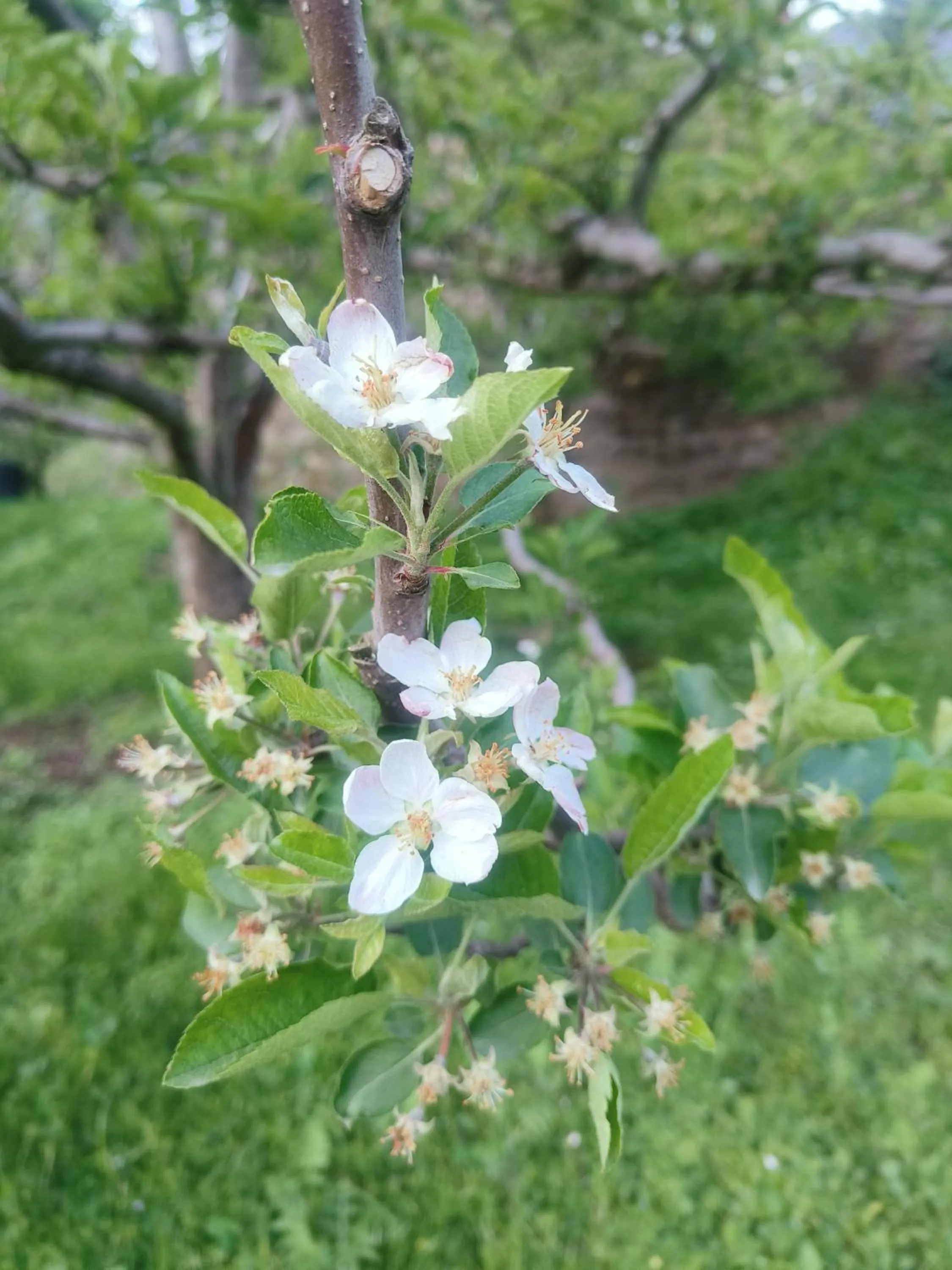 Garden in The Kailasha Homestay