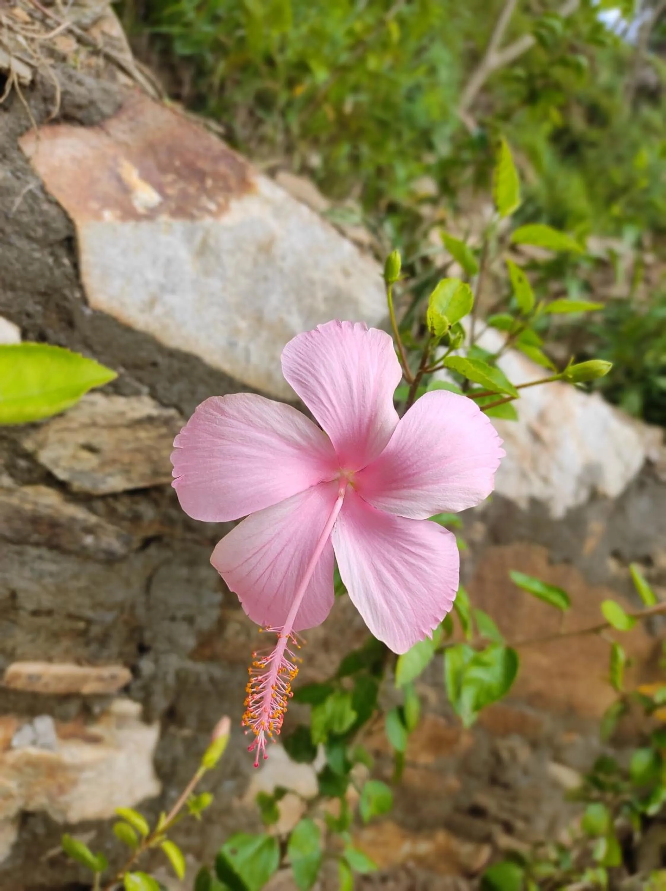 Garden view in Adaara Retreat - Pet Friendly Cottages, Almora