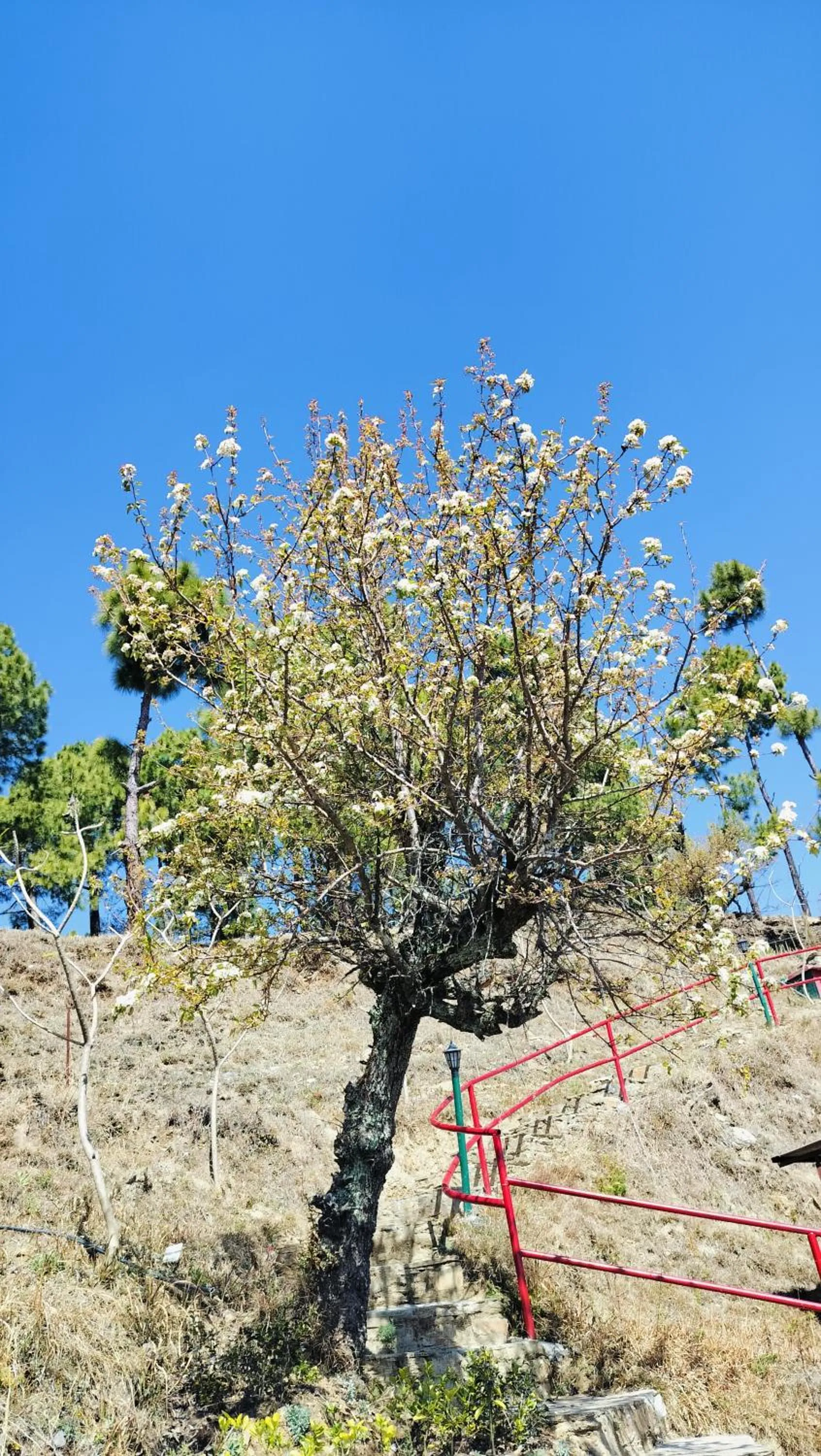 Natural landscape in Adaara Retreat - Pet Friendly Cottages, Almora