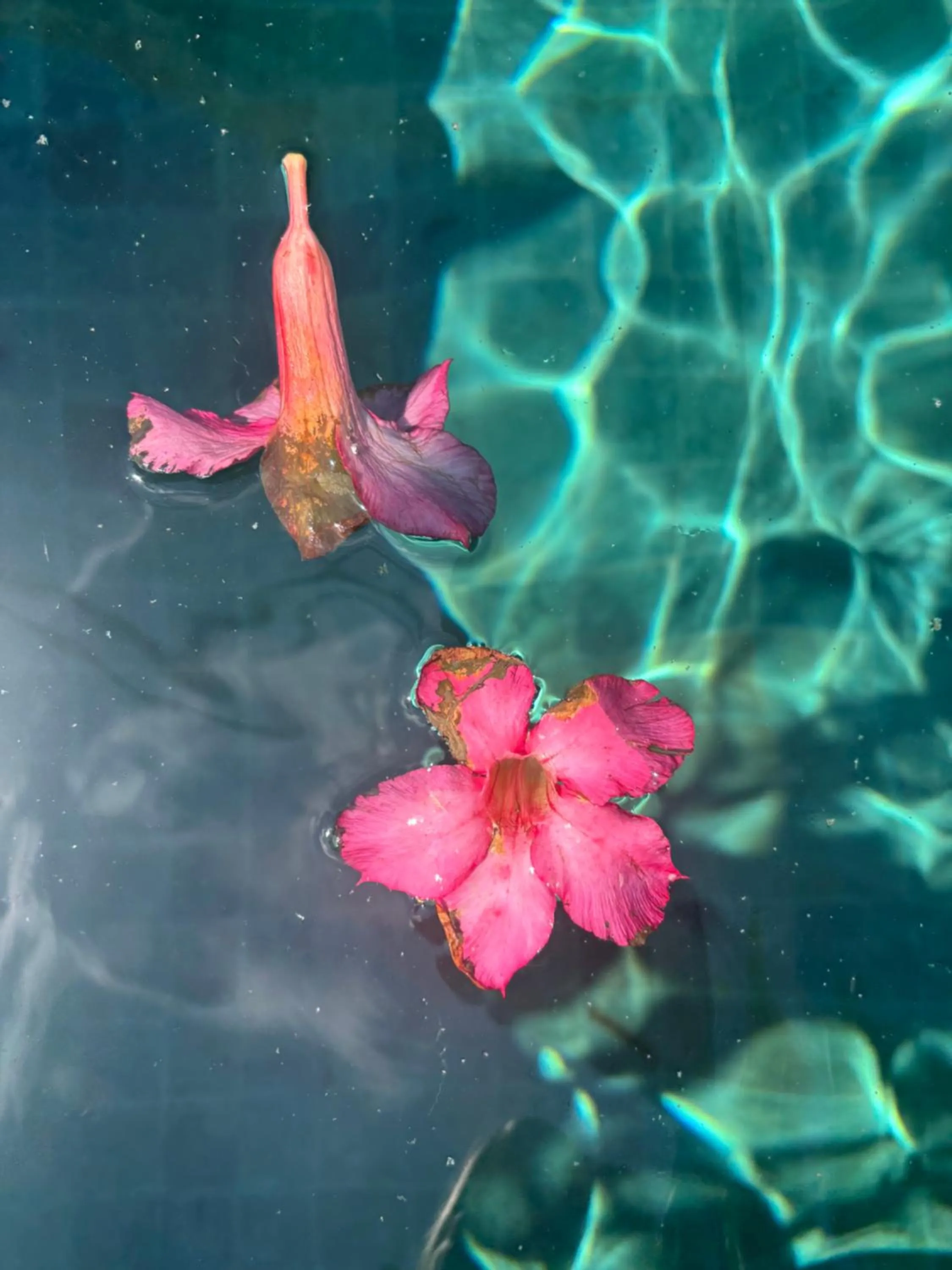 Swimming pool in D'tegal Guest House- Tropical Courtyard in Canggu