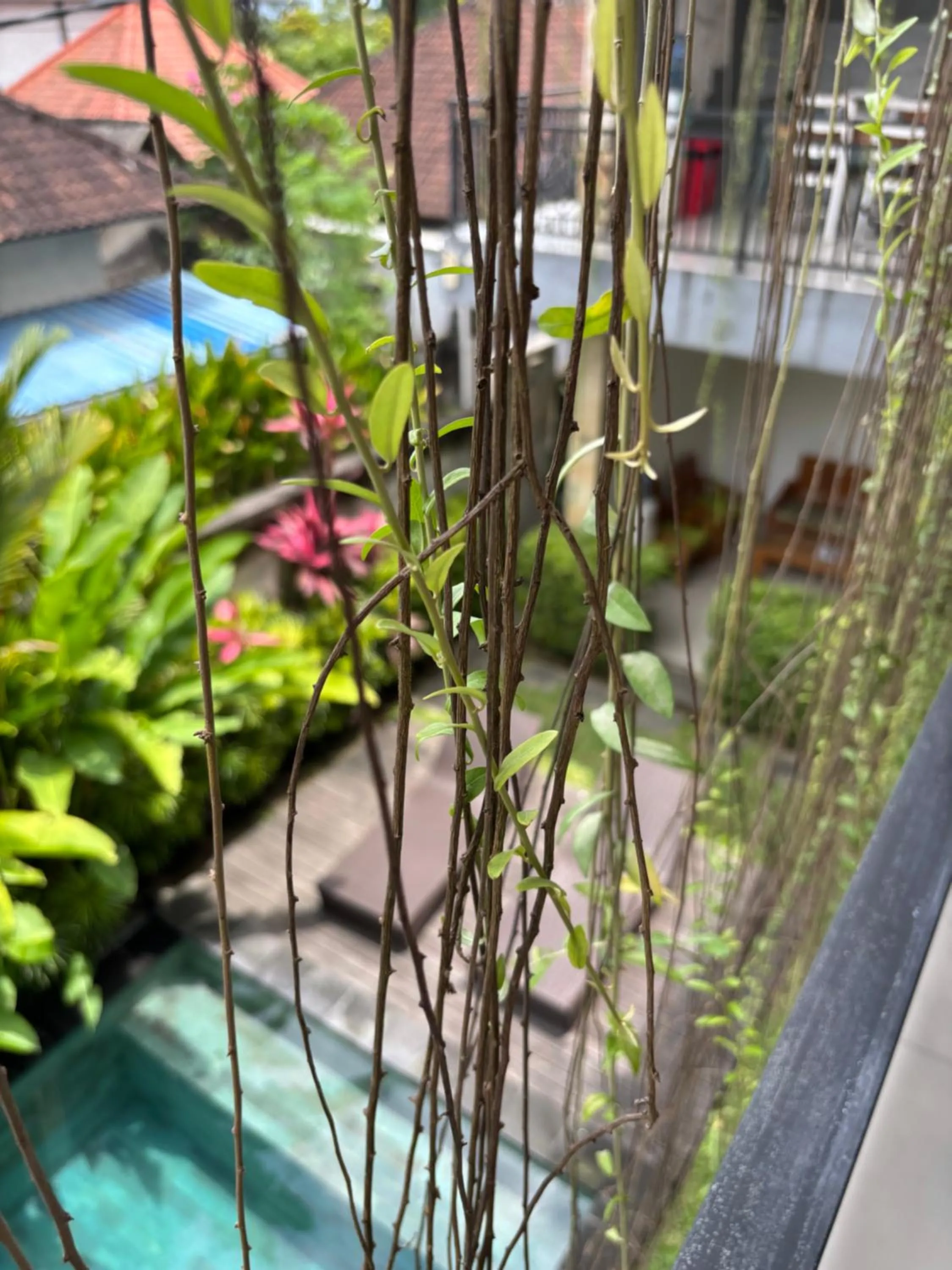 Swimming pool in D'tegal Guest House- Tropical Courtyard in Canggu