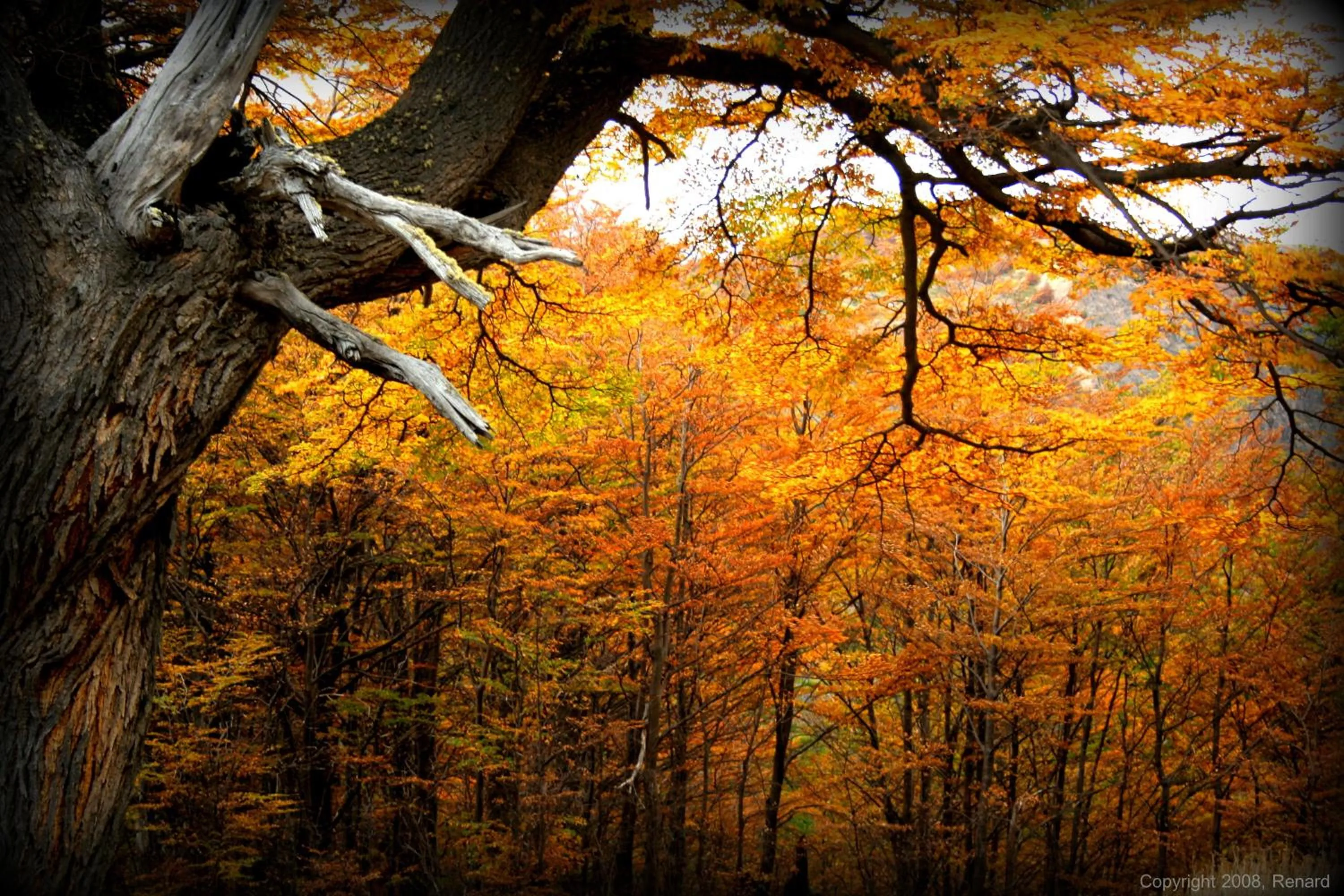 Autumn in Don Pepe Hotel y Cabañas