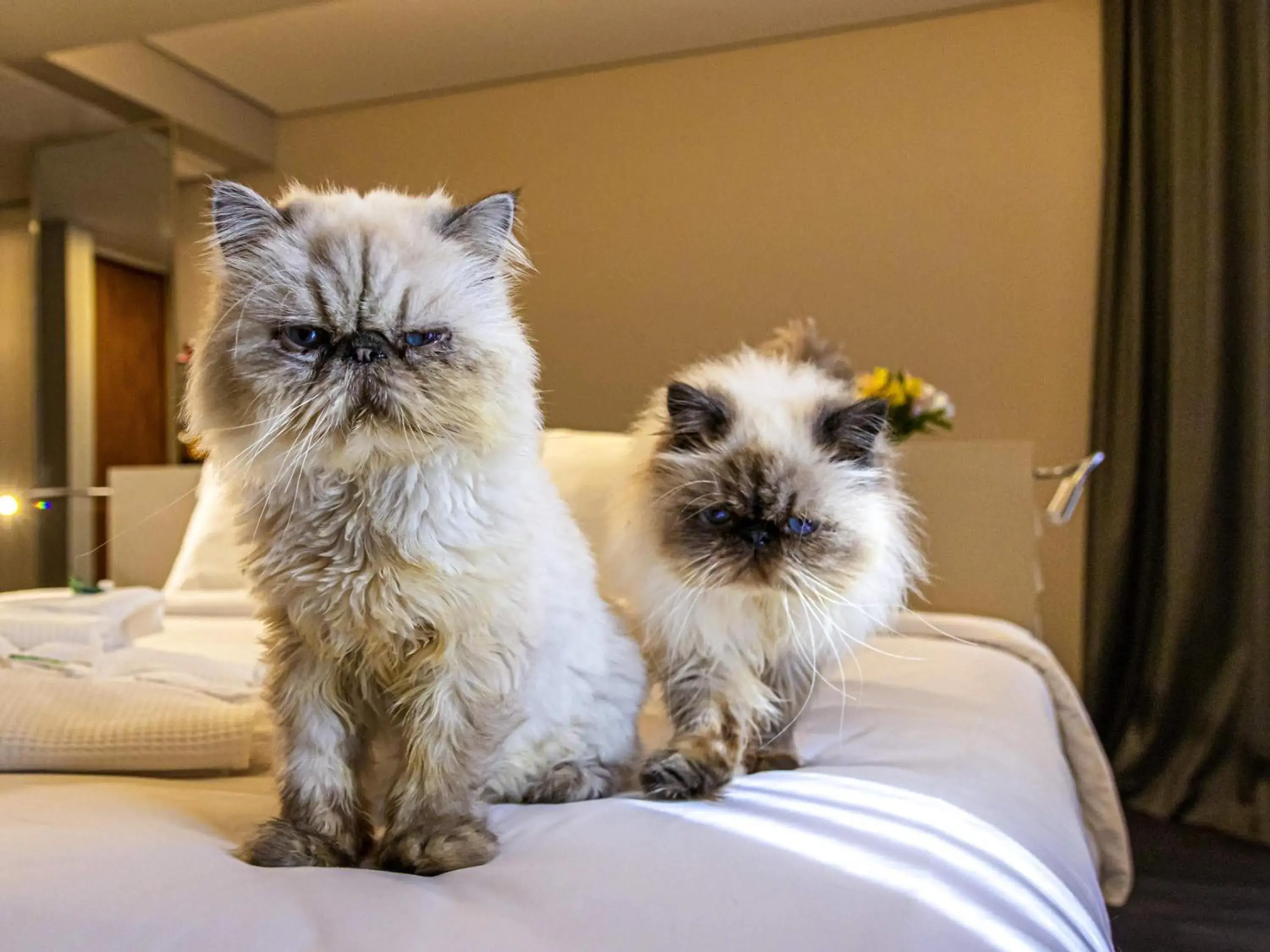Bedroom in Mercure Florianópolis Bedroom in Mercure Florianópolis