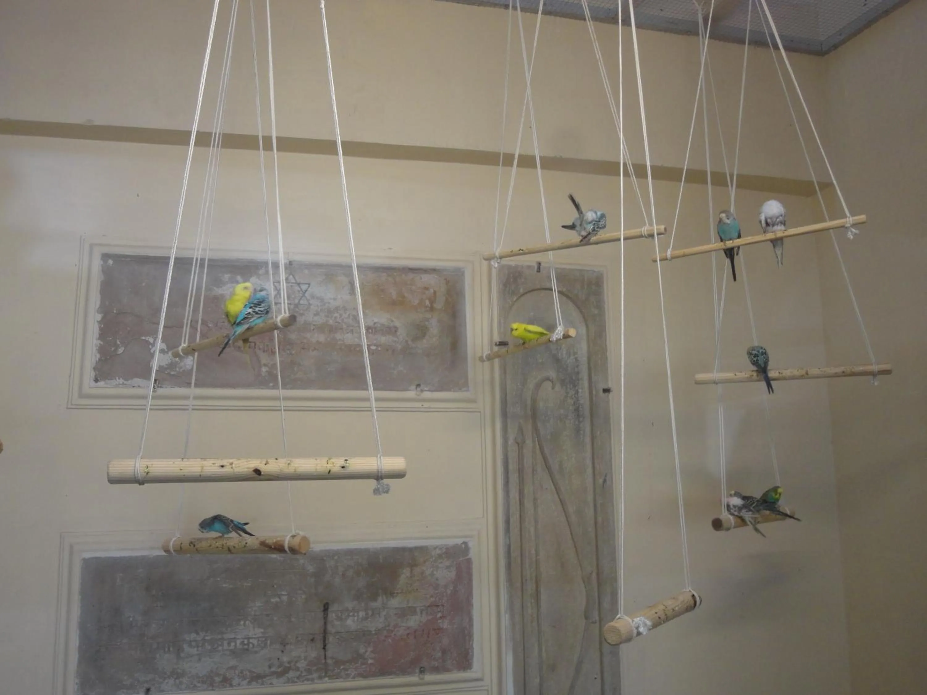 Pets in Hotel Banaras Haveli