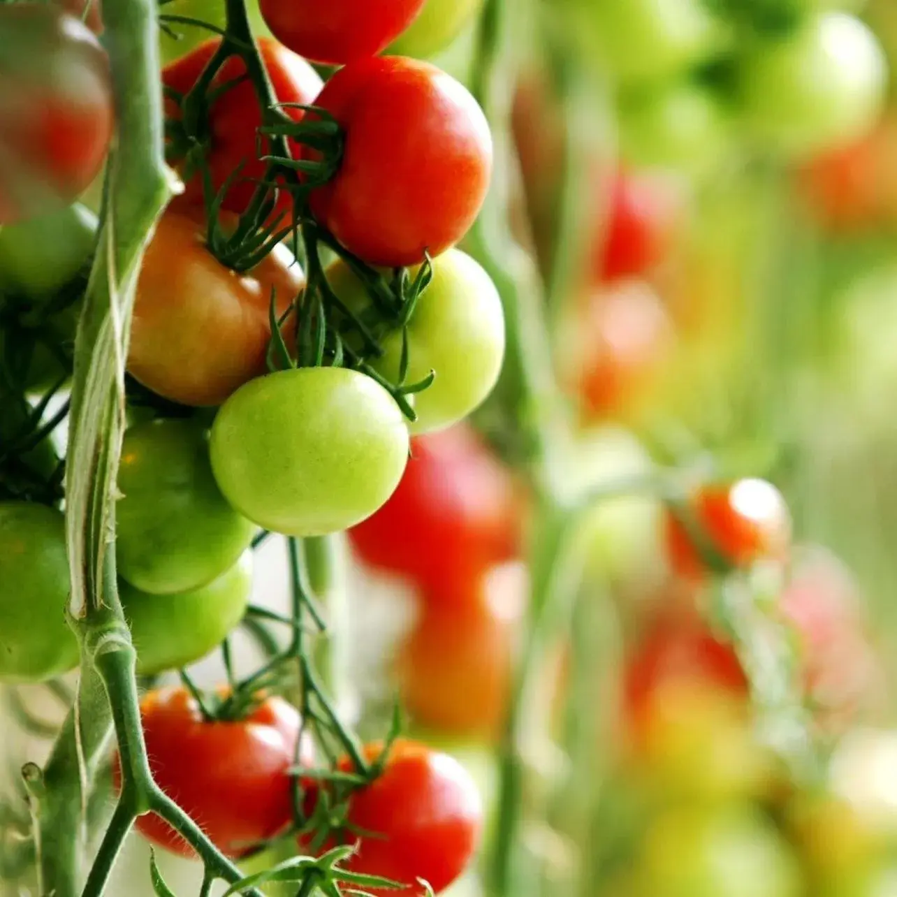 Restaurant/places to eat in The Hill Guesthouse Restaurant/places to eat in The Hill Guesthouse