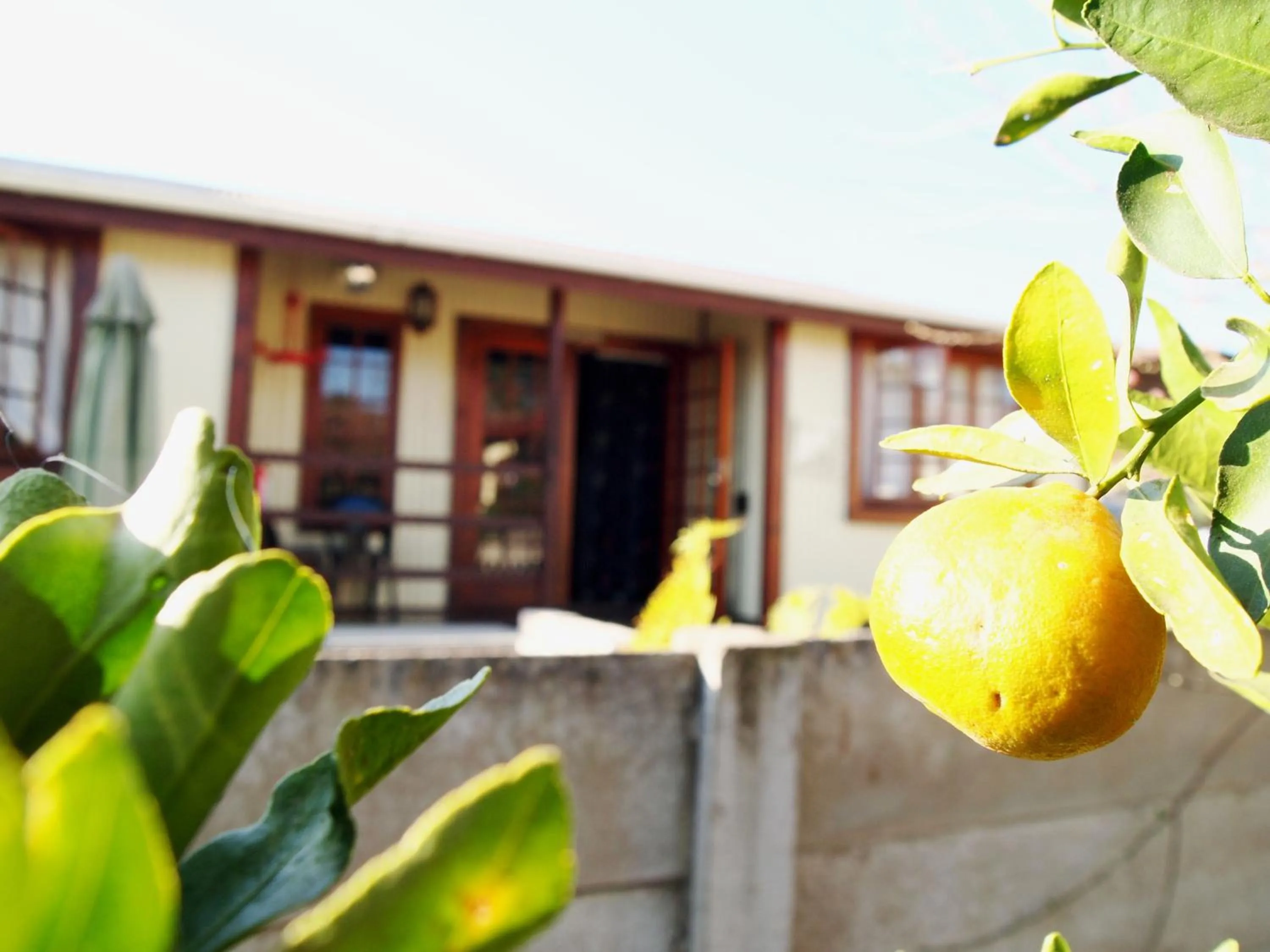 Garden in Havana Nights