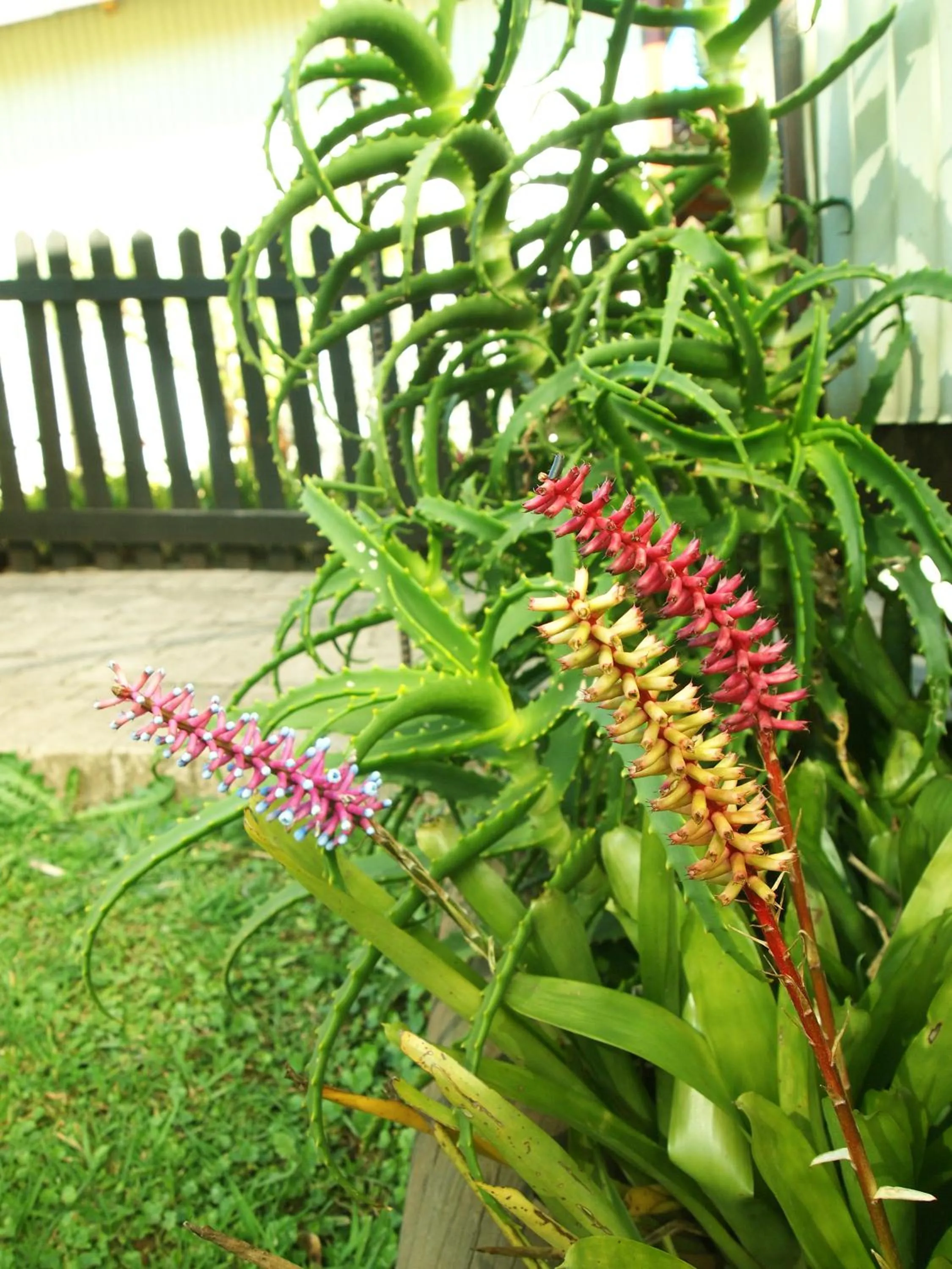 Garden in Havana Nights