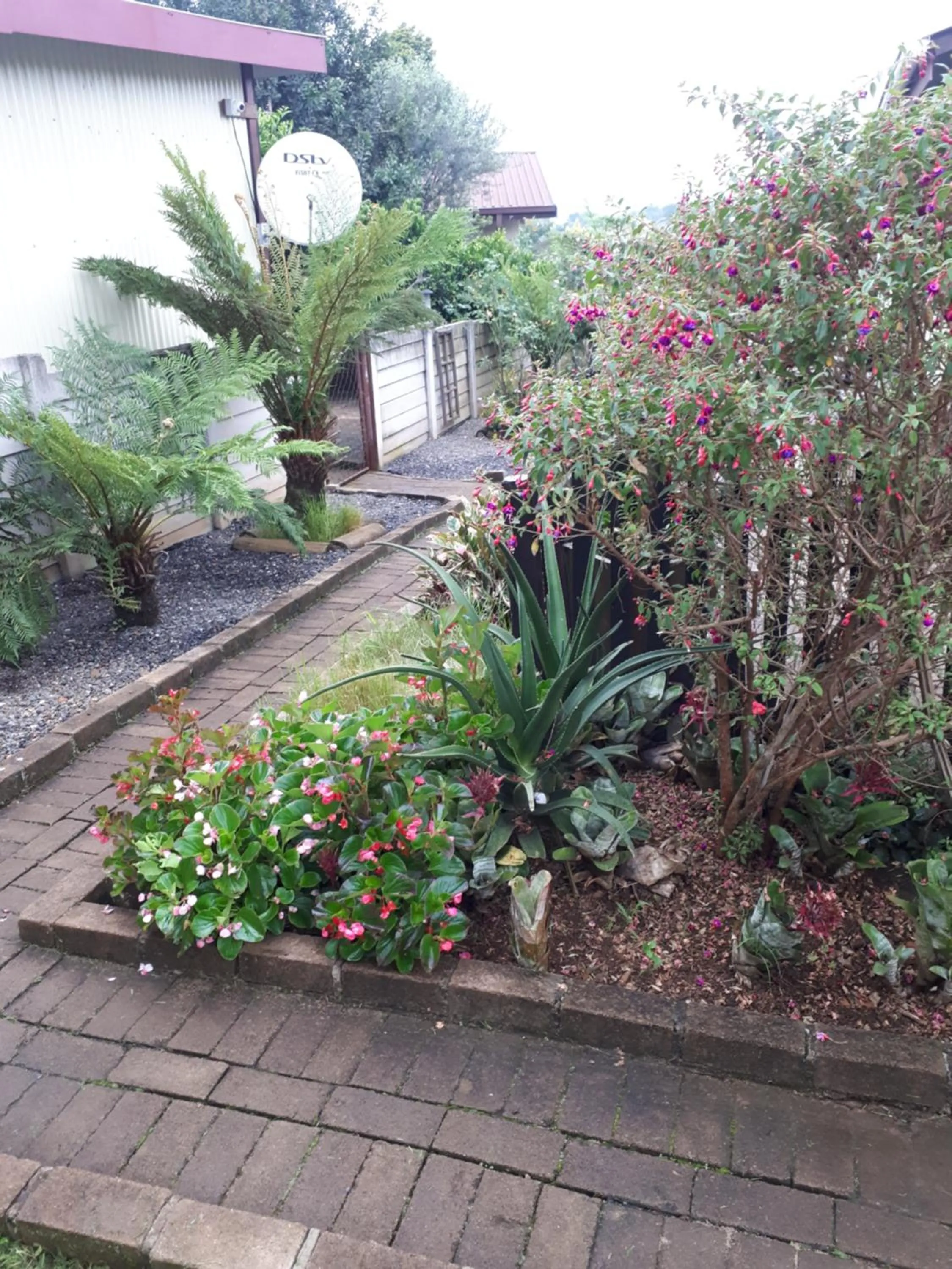 Garden in Havana Nights