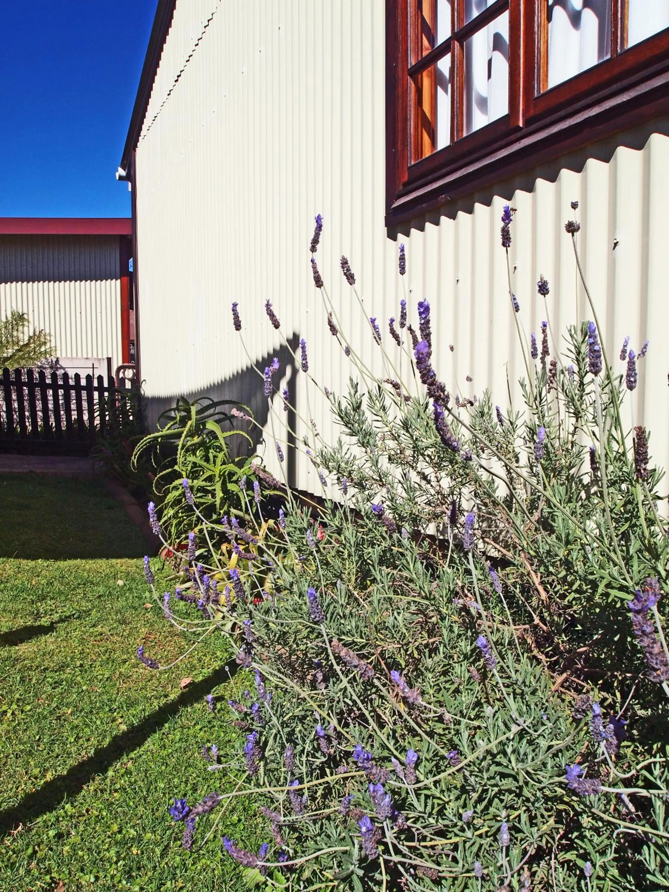 Garden in Havana Nights