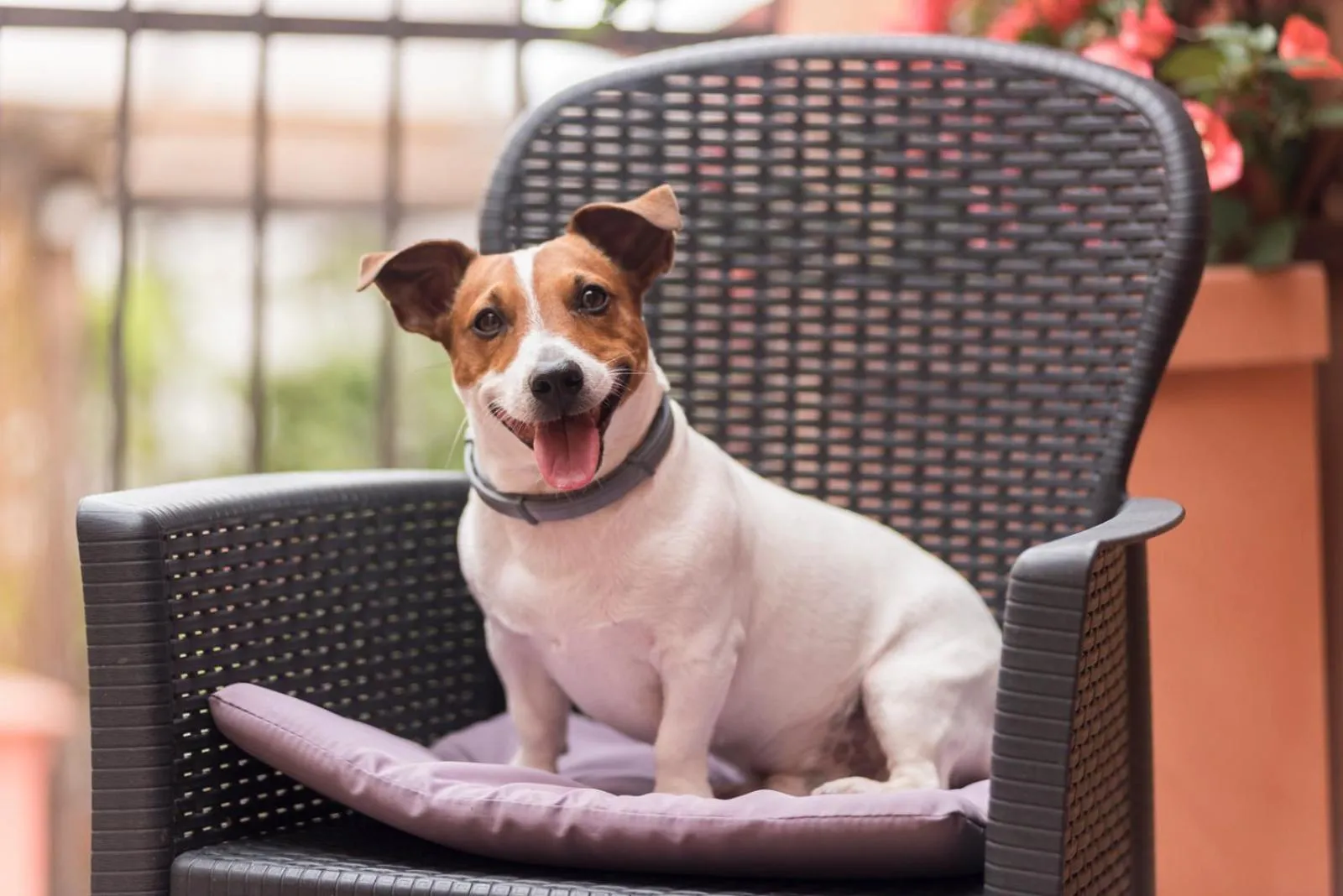 Pets in Hotel Palagi