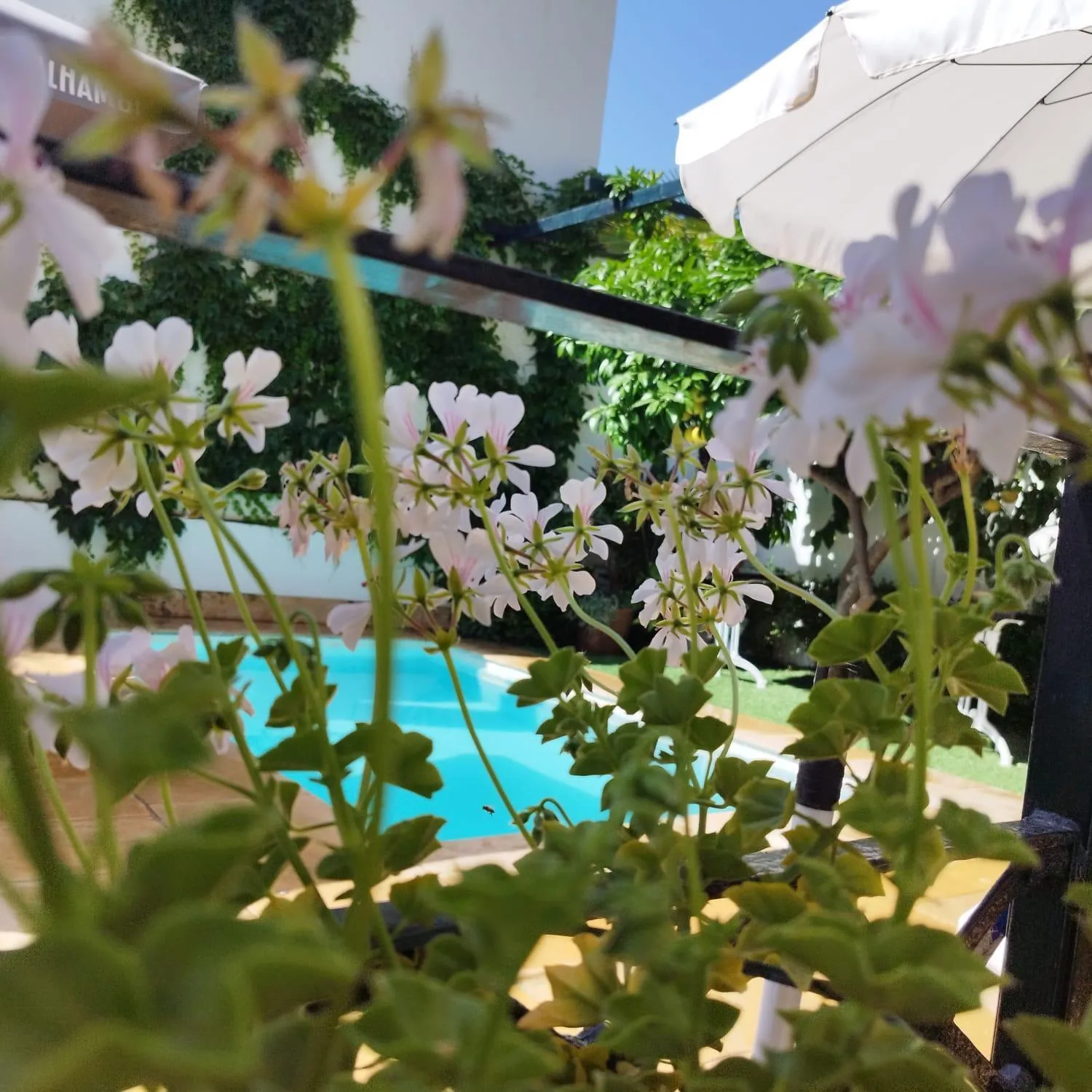 Garden in Suite Comares