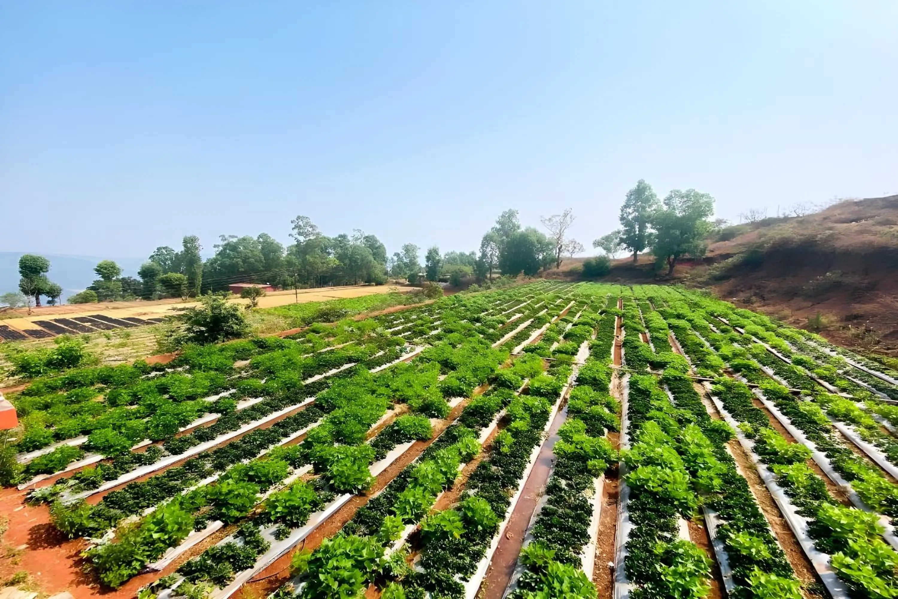 Garden in Greenland Stay