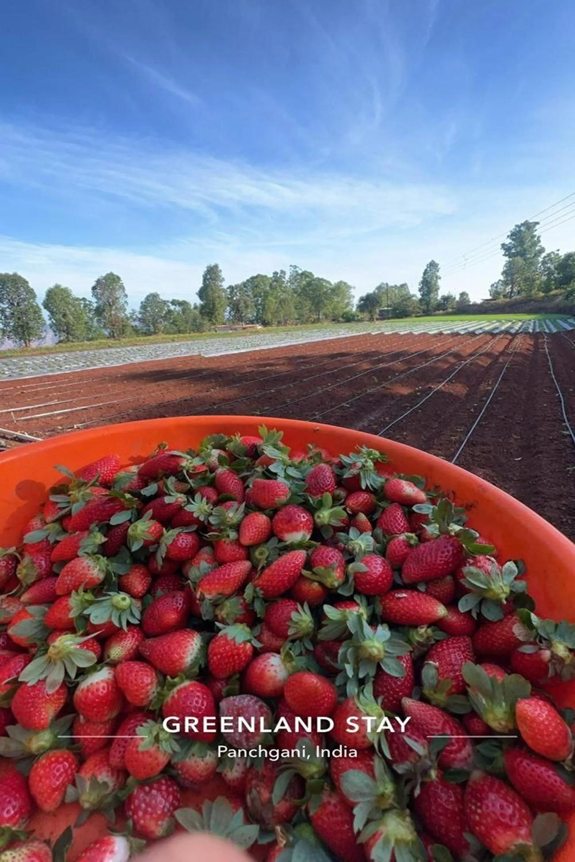 Food in Greenland Stay