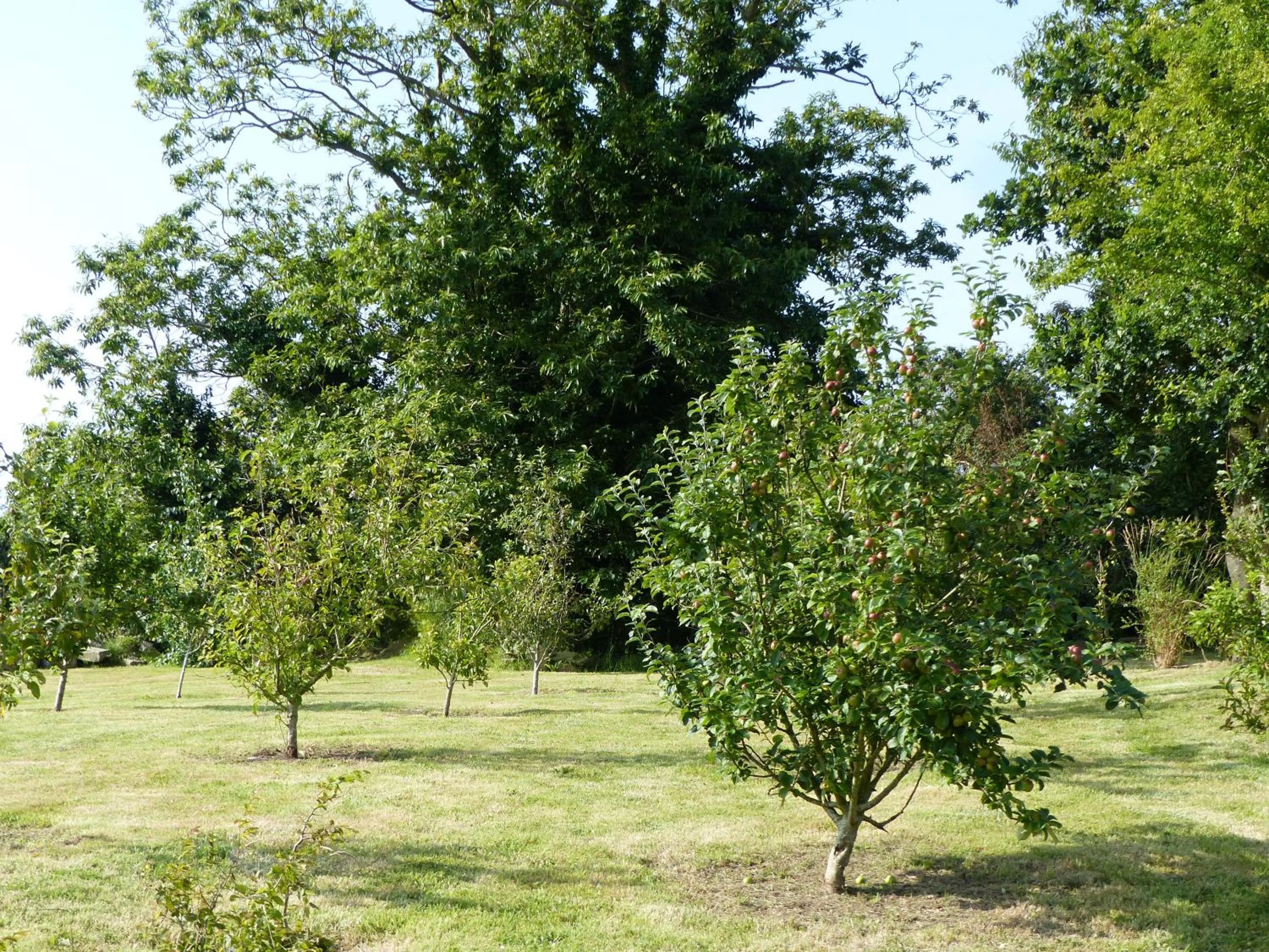 Garden in Les Chambres d'hôtes de Kérasquer