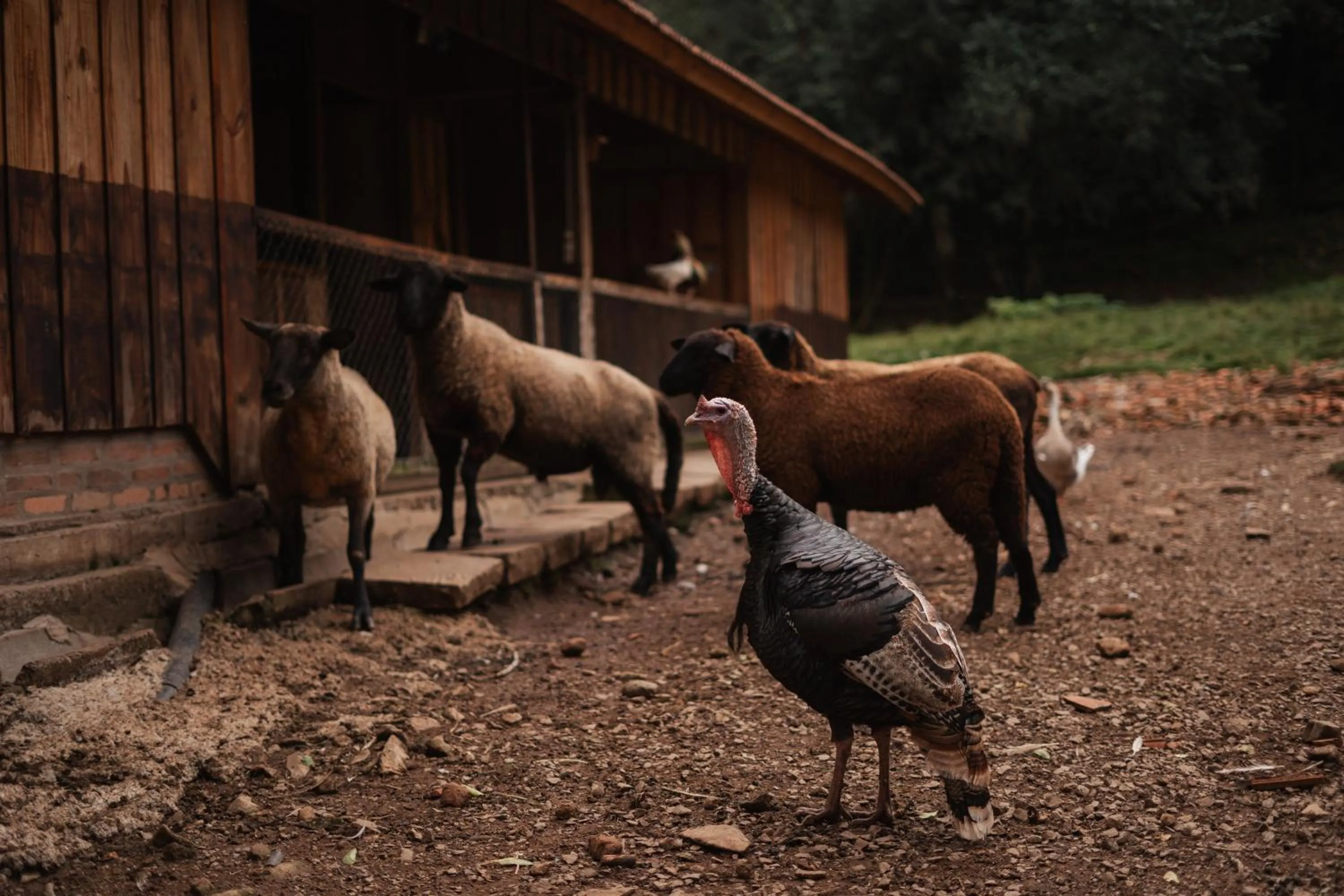 Animals in Hotel Villa Michelon