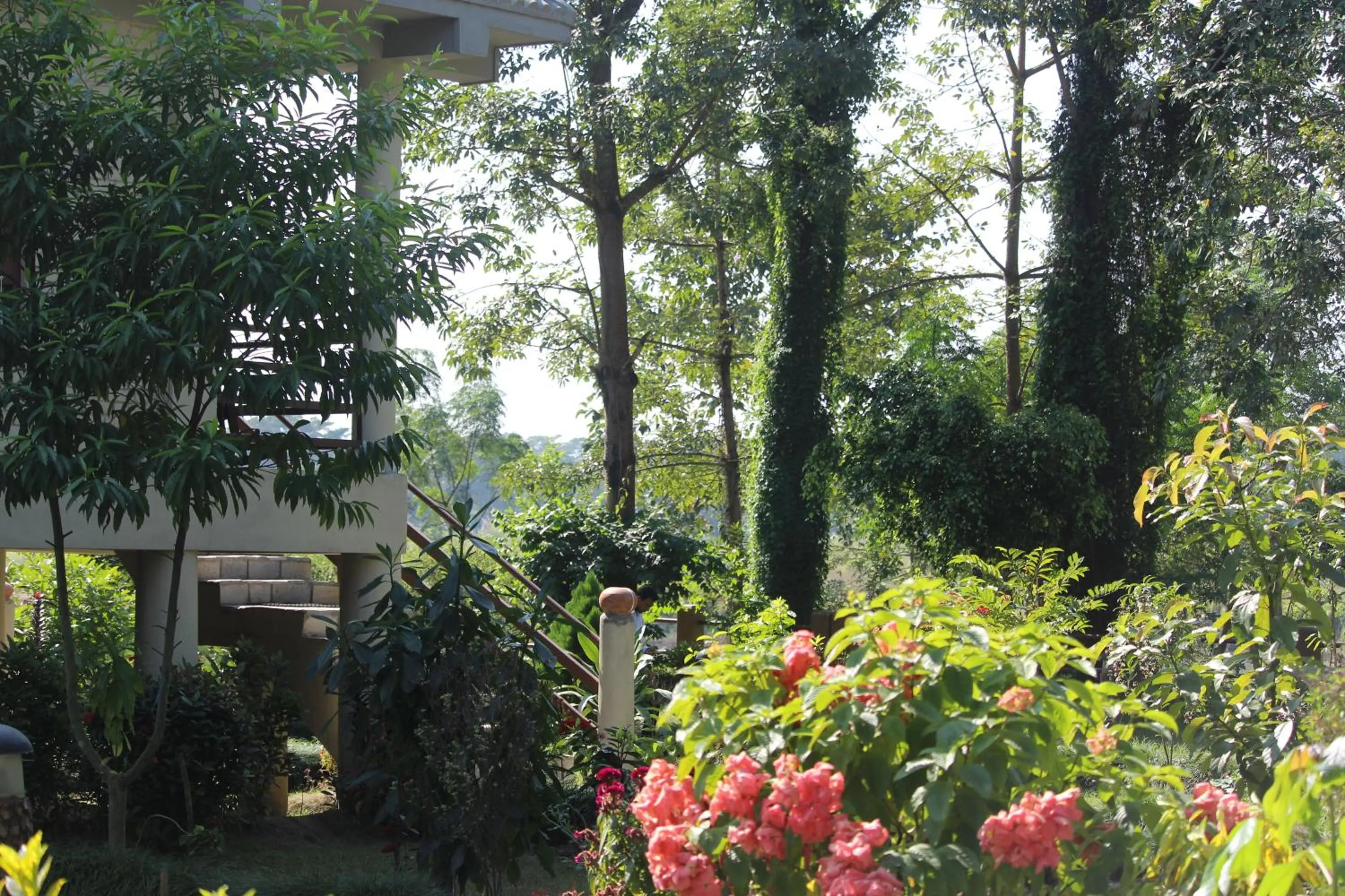 Garden in River View Jungle Camp