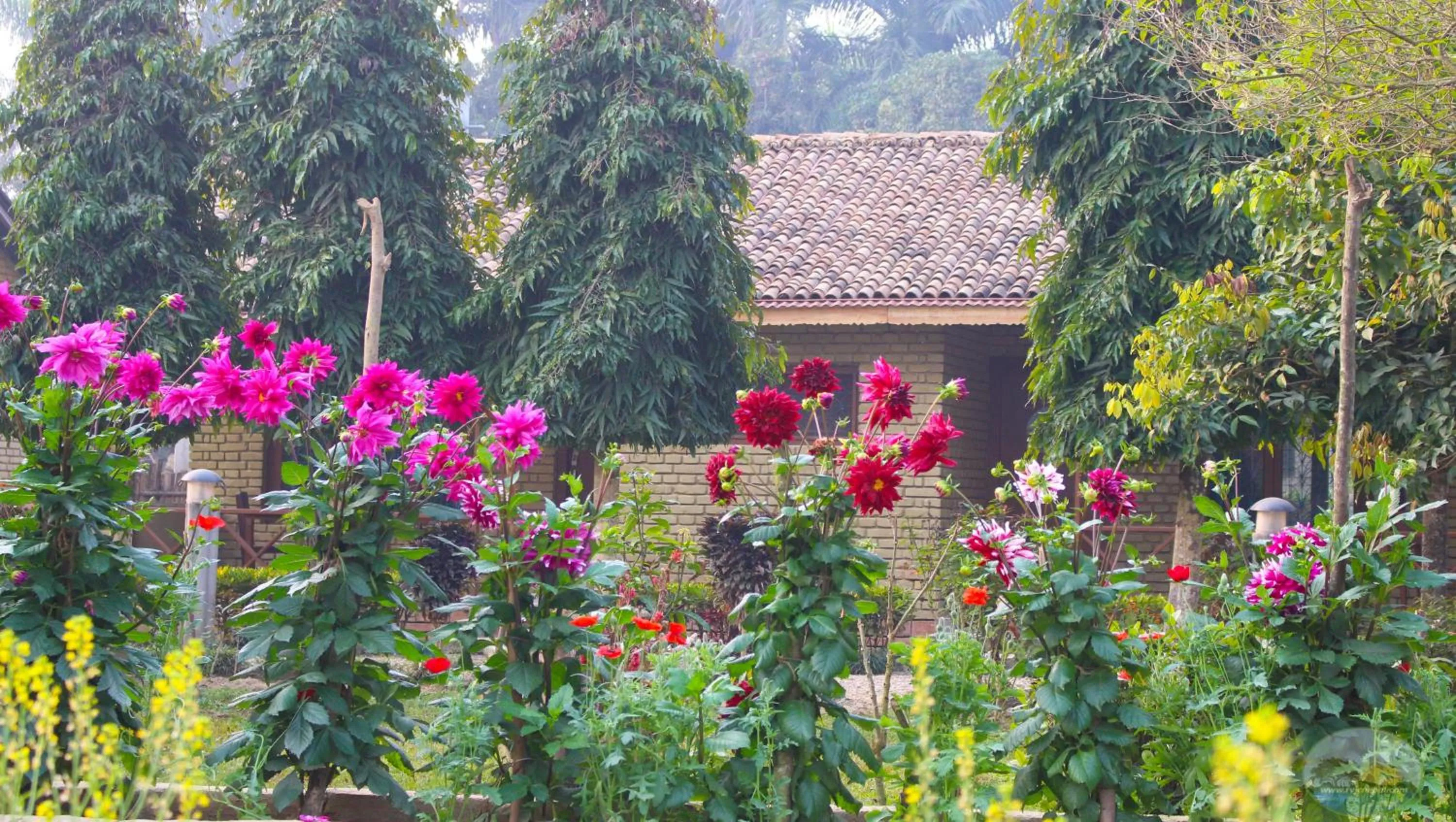 Garden in River View Jungle Camp