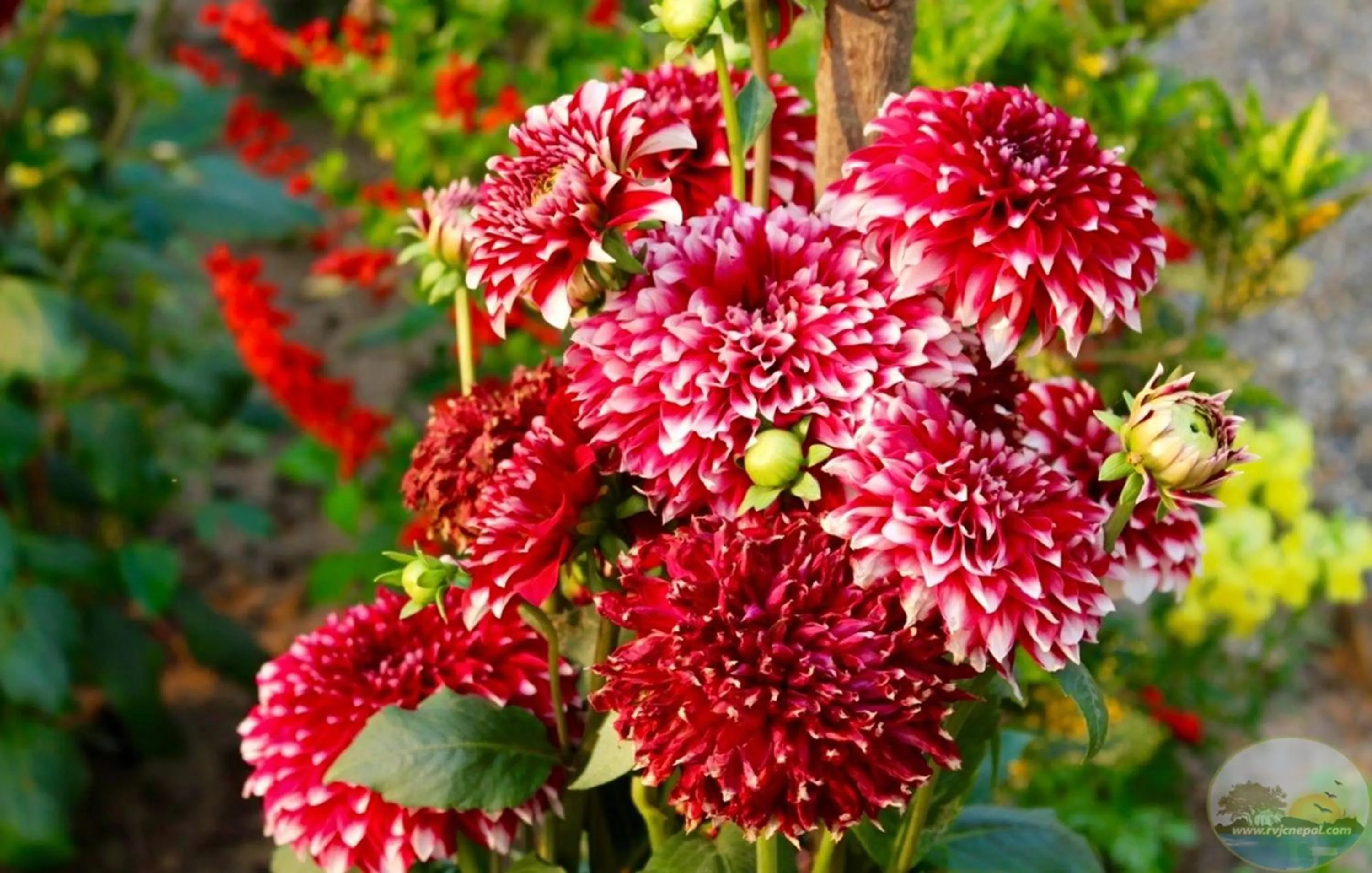 Garden view in River View Jungle Camp