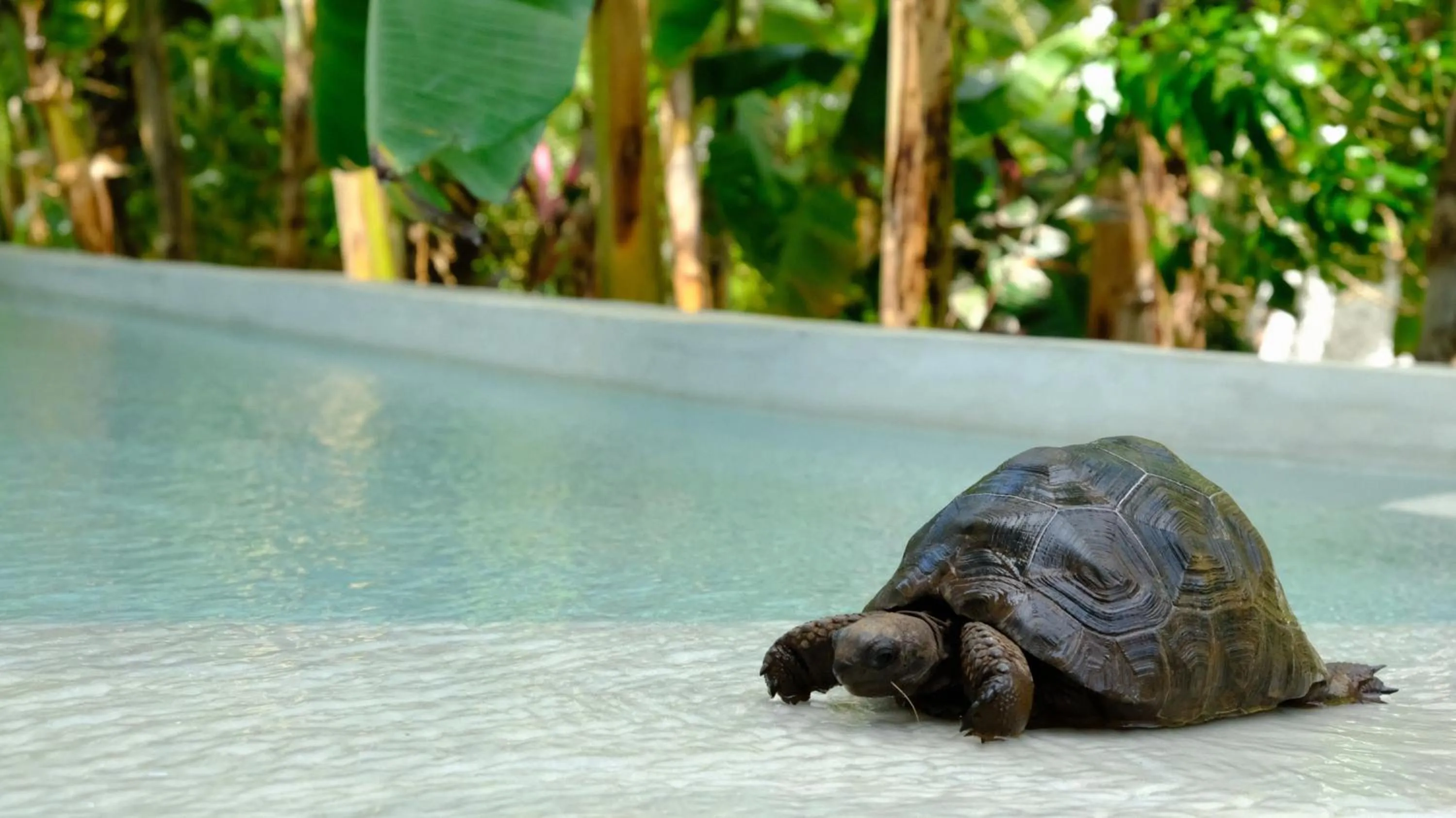 Animals in Kobe House