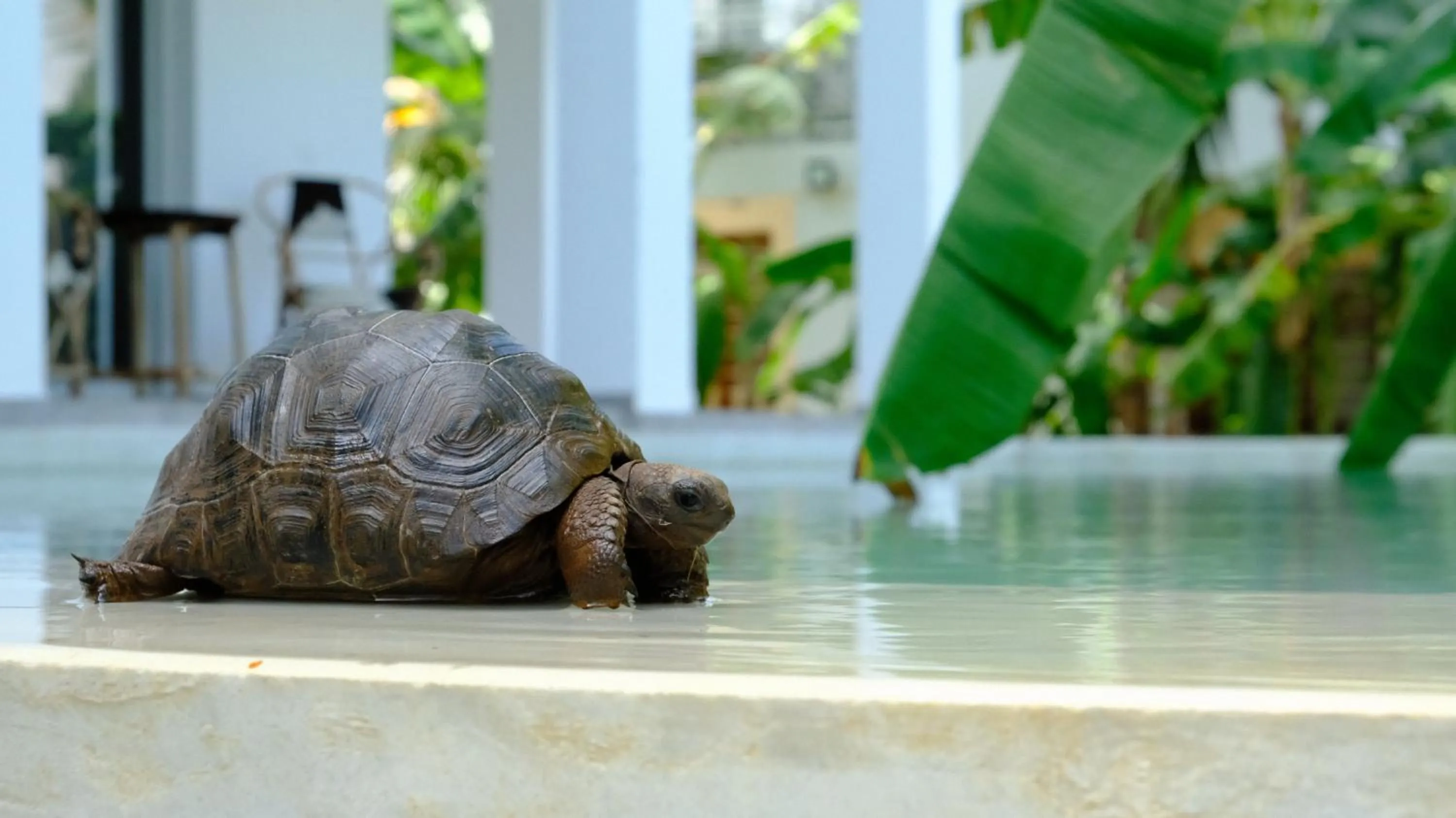 Animals in Kobe House