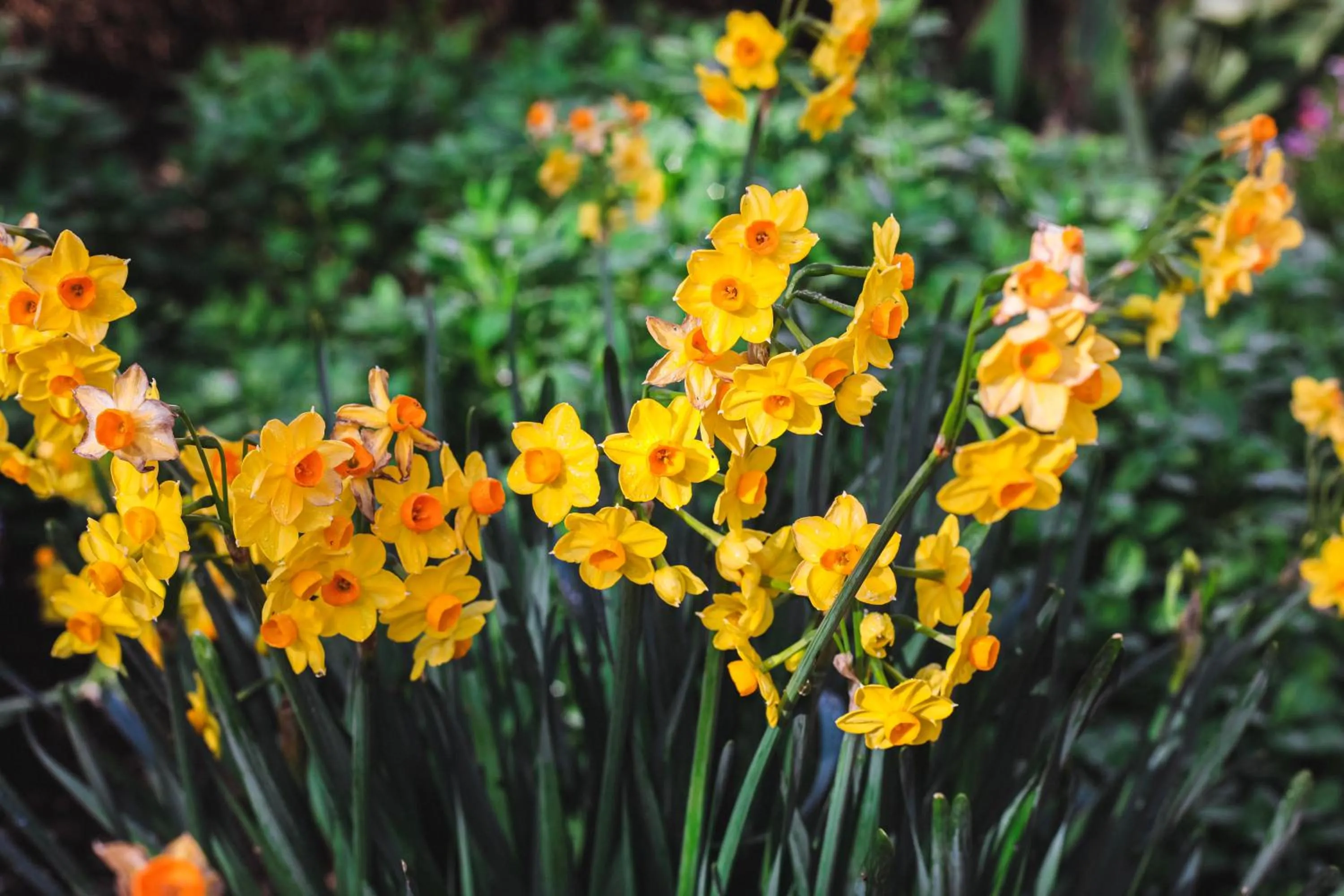 Spring in Holberry House