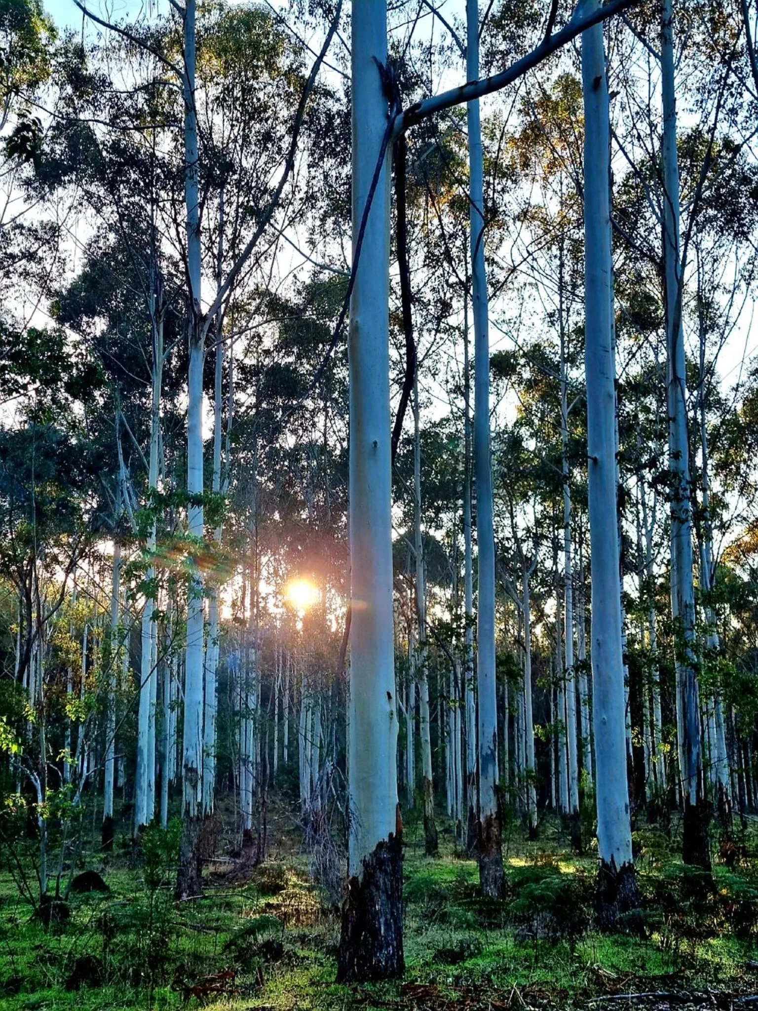 Natural landscape in Holberry House