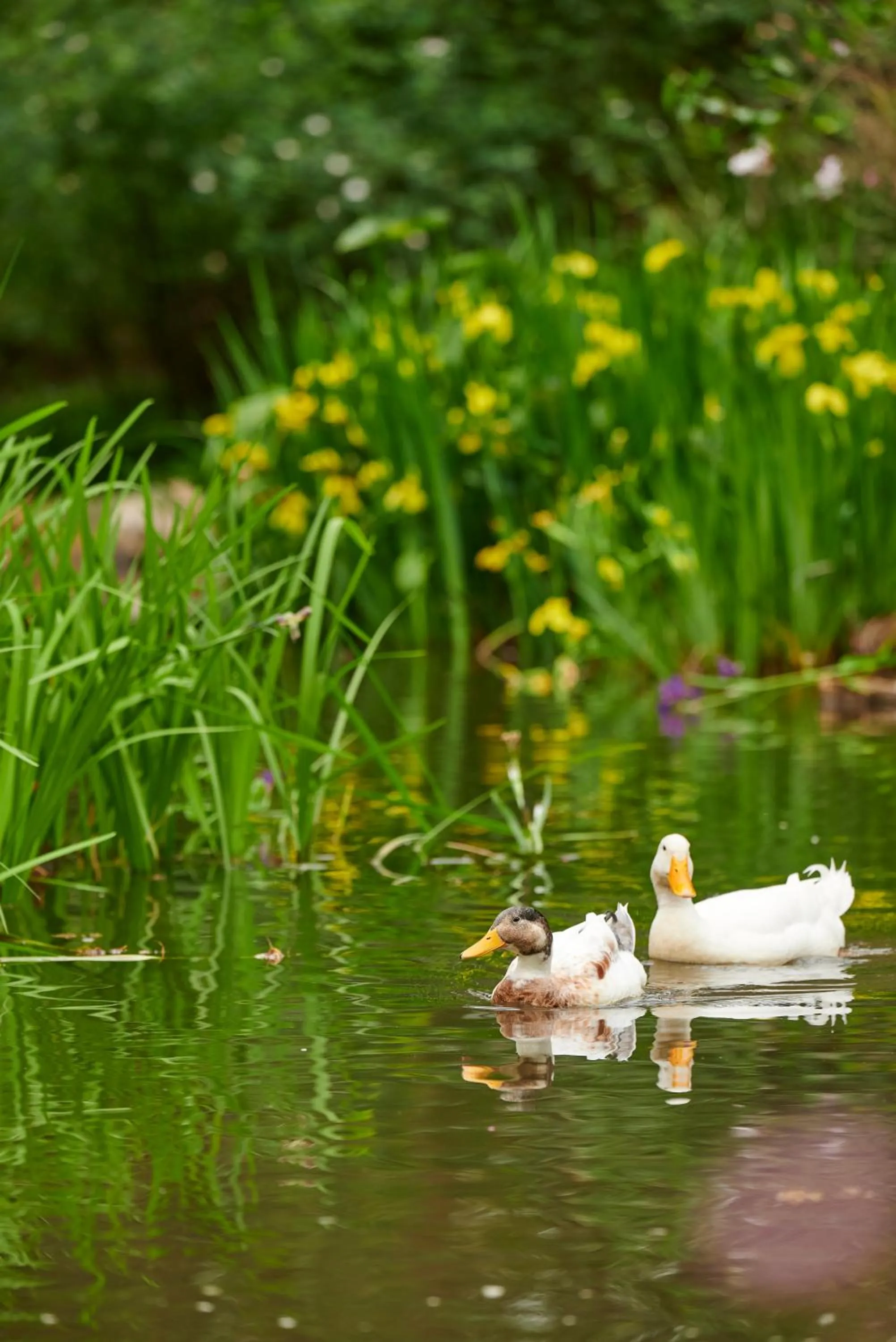 Natural landscape in Holberry House