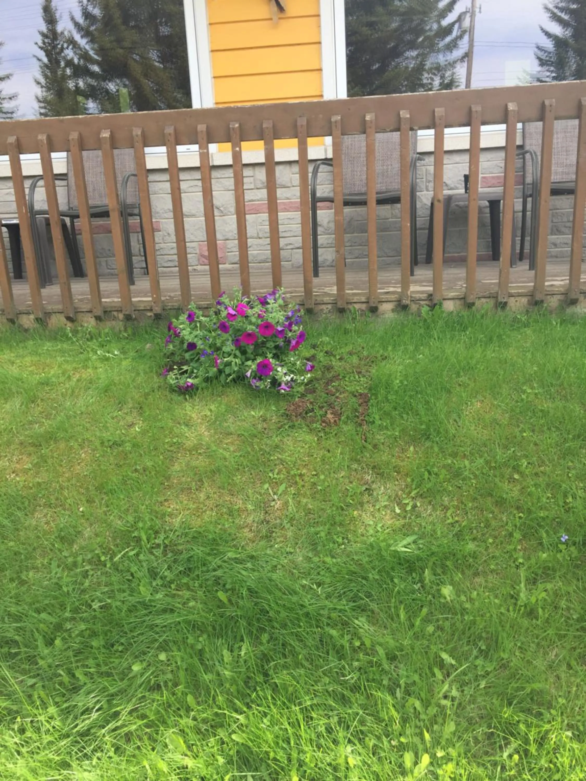 Garden view in Motel 149