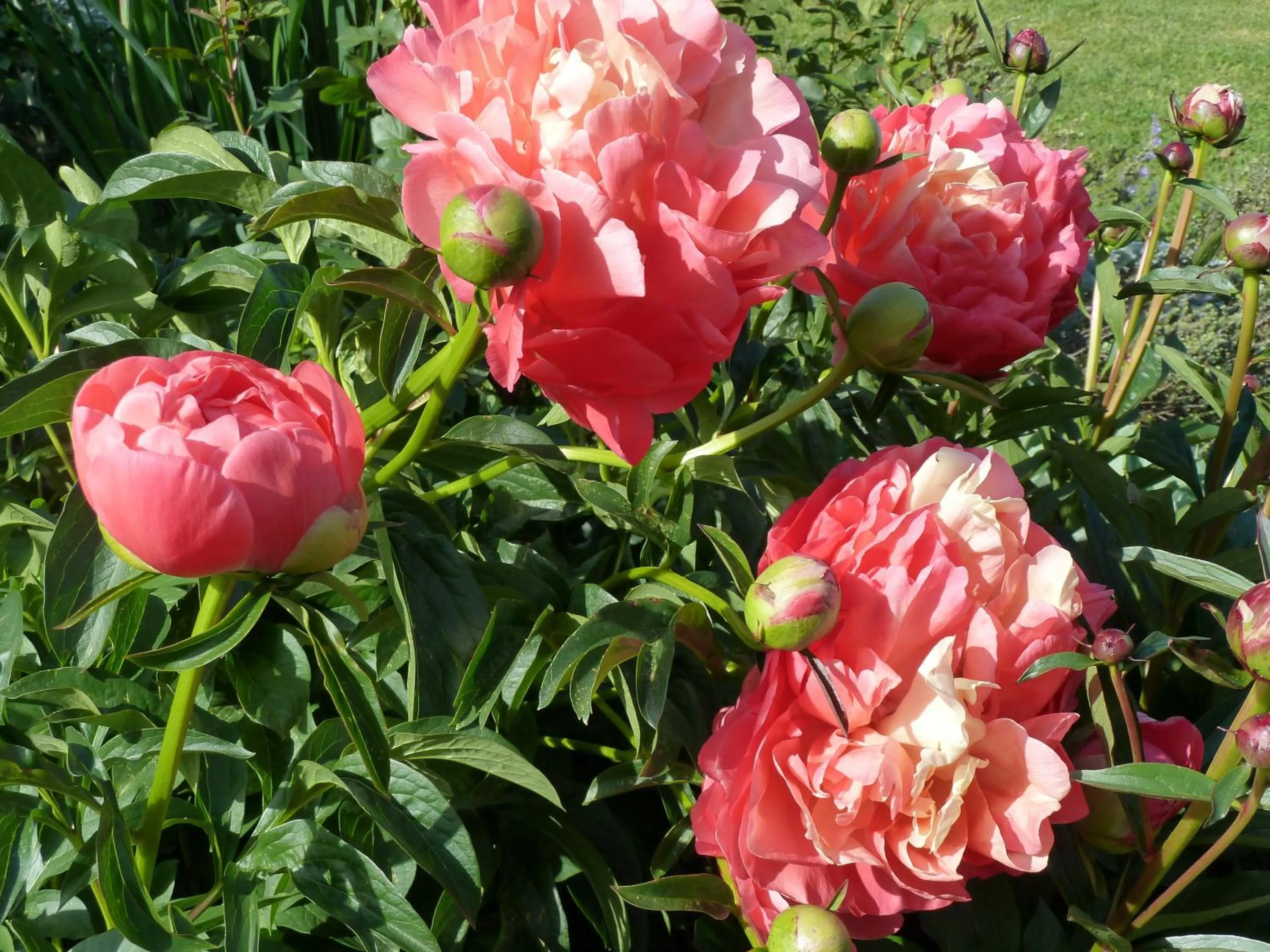 Garden in L'abri Bed and Breakfast