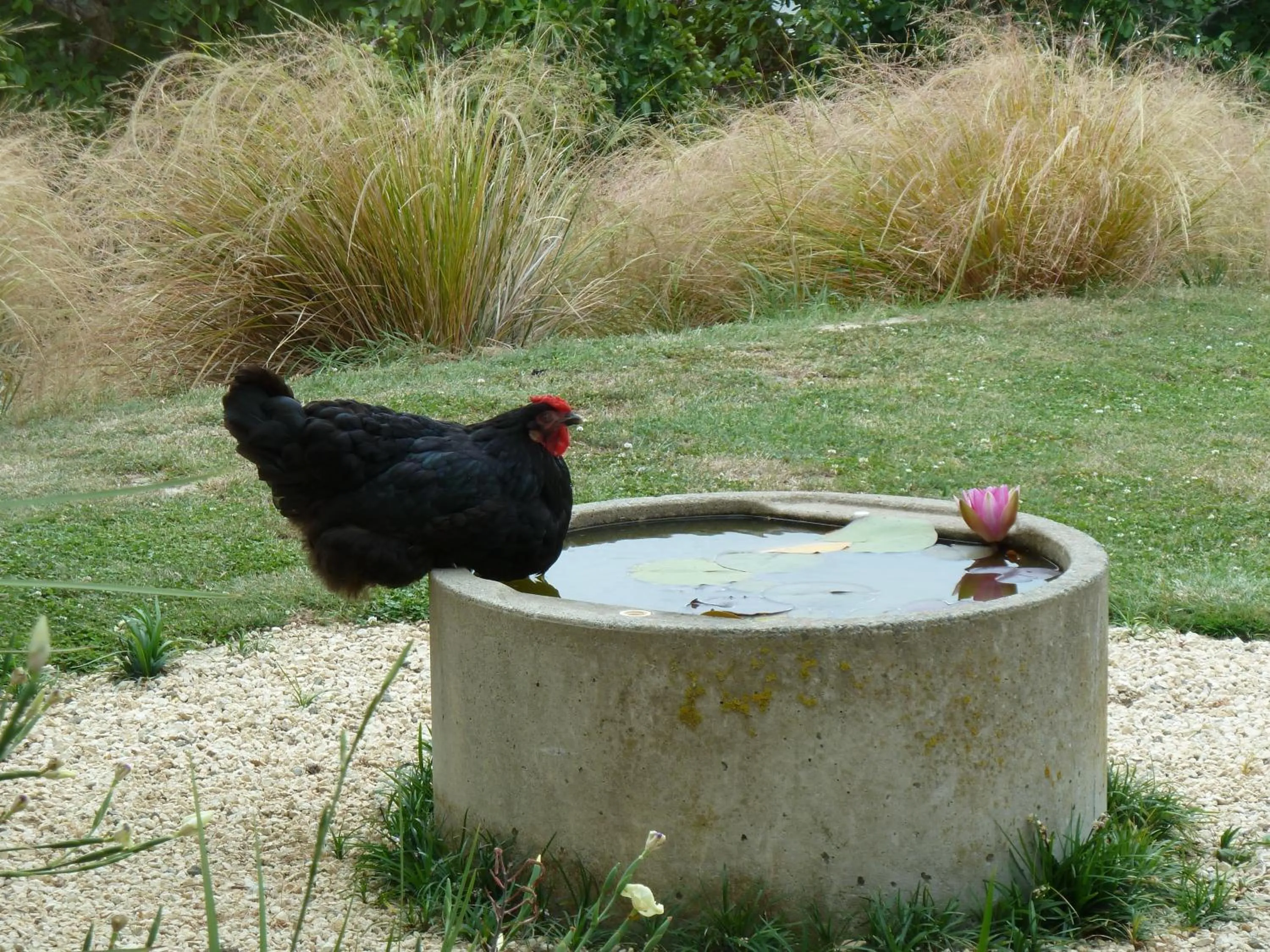 Animals in L'abri Bed and Breakfast