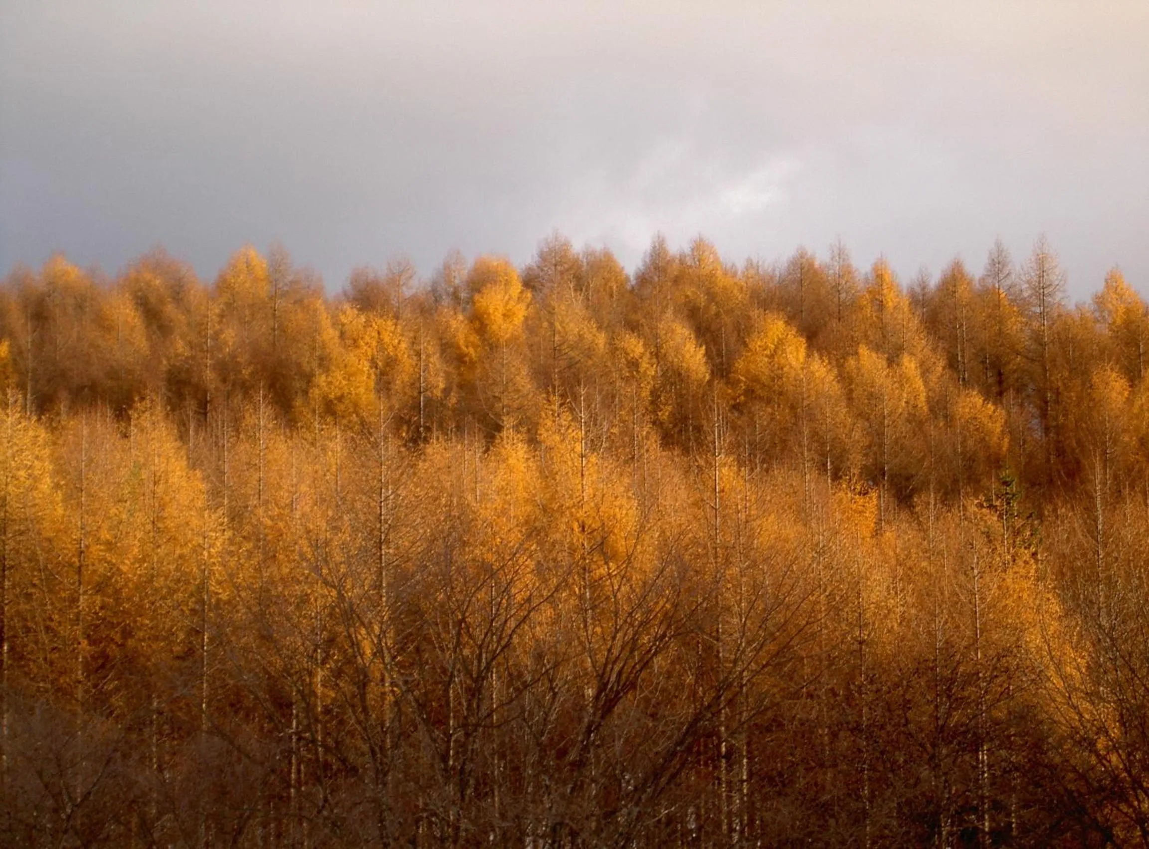 Natural landscape in Log Hotel Larch Lake Kanayama