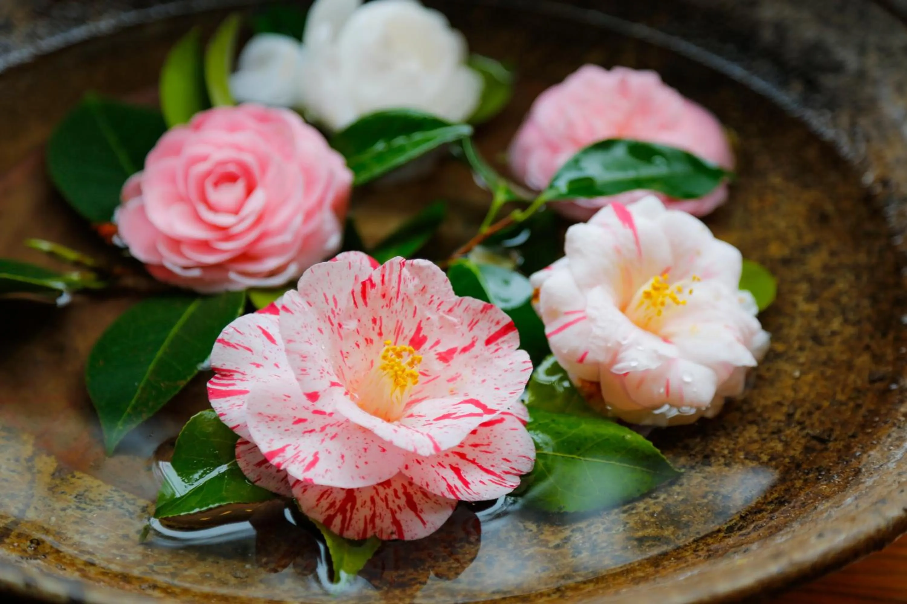 城崎温泉 旅館 つばき乃 - Kinosaki Onsen Ryokan Tsubakino