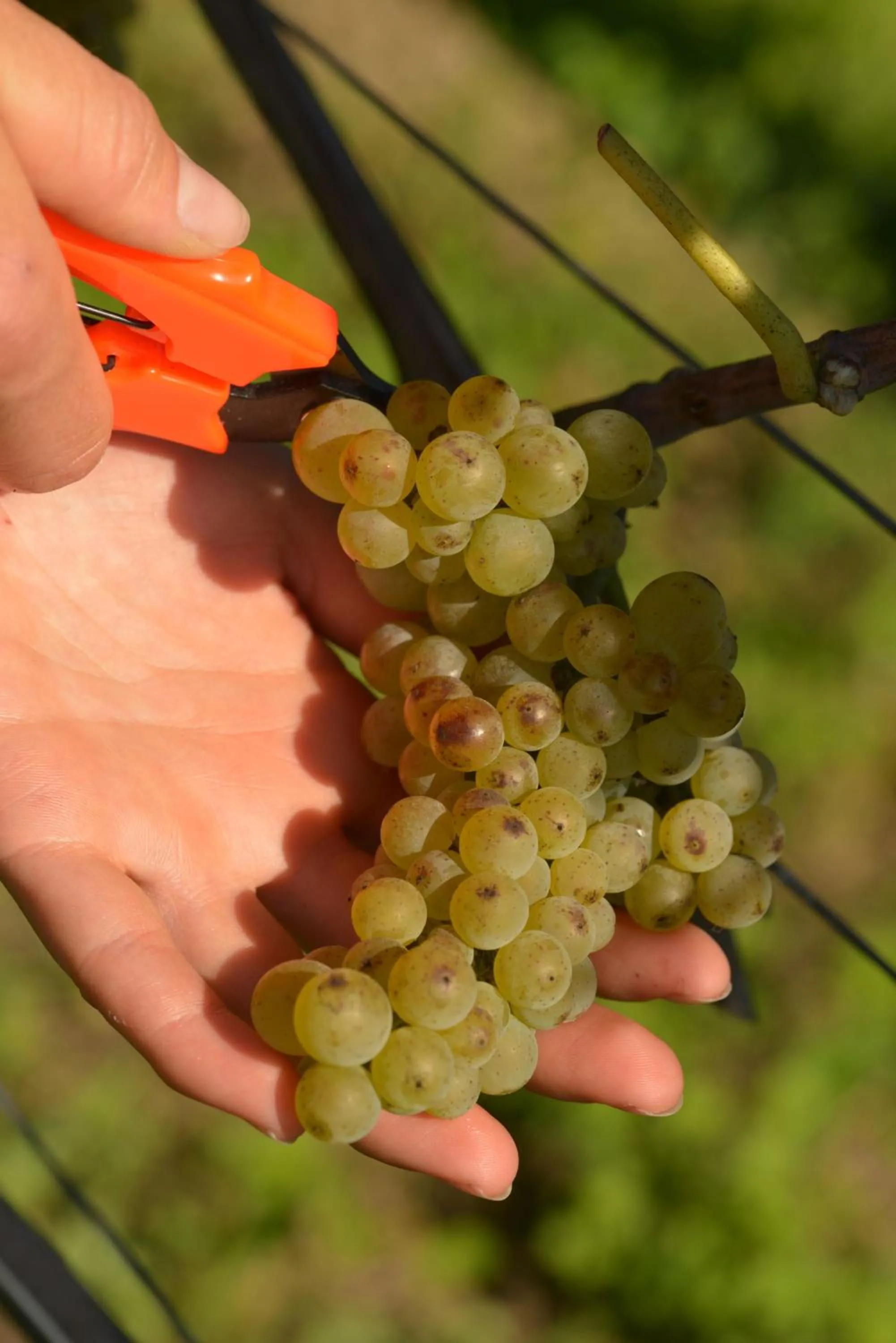 Other in Heitlinger Hof