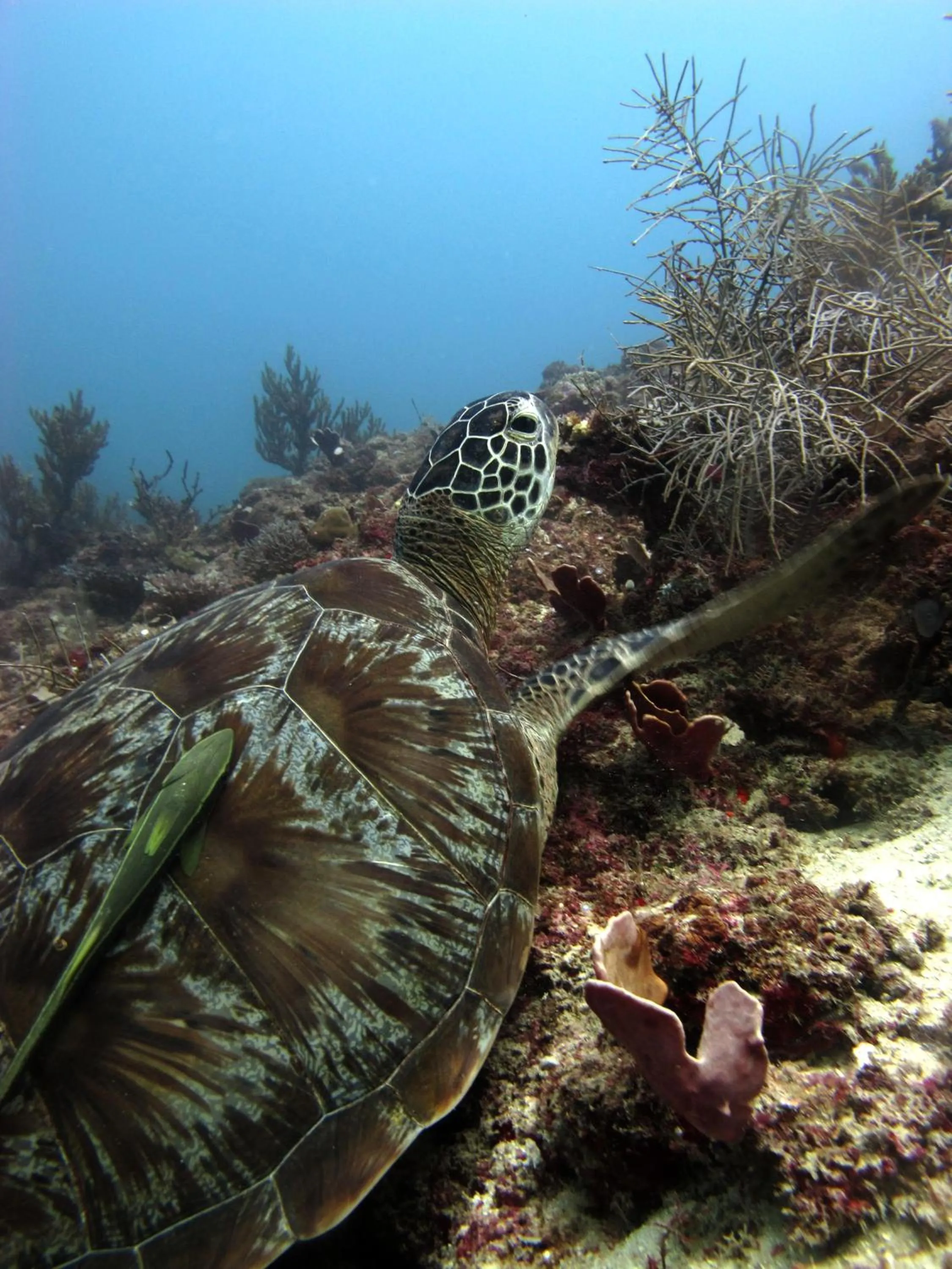 Day in Bali Diversity Dive Resort