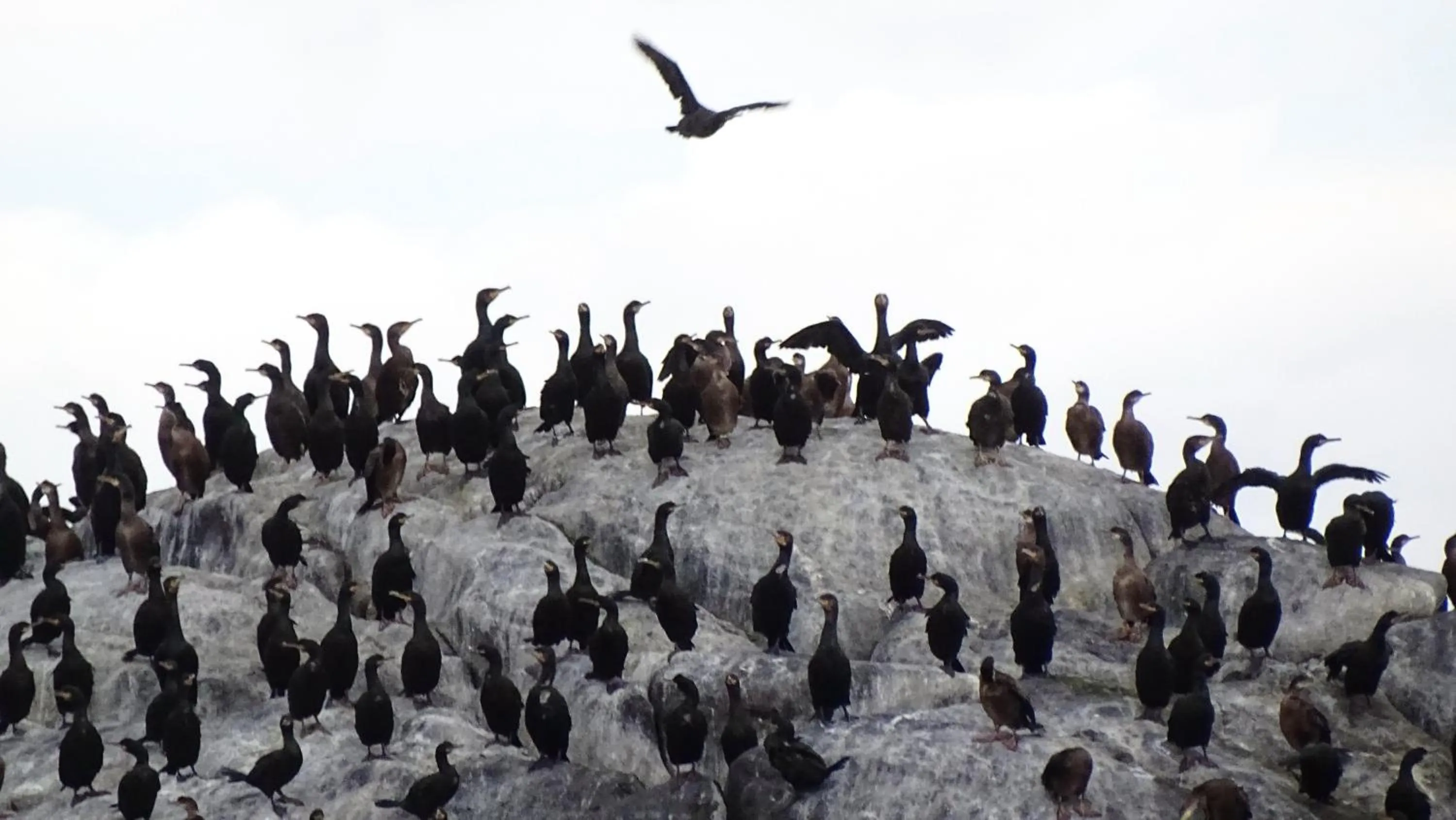 Activities in Hamn i Senja