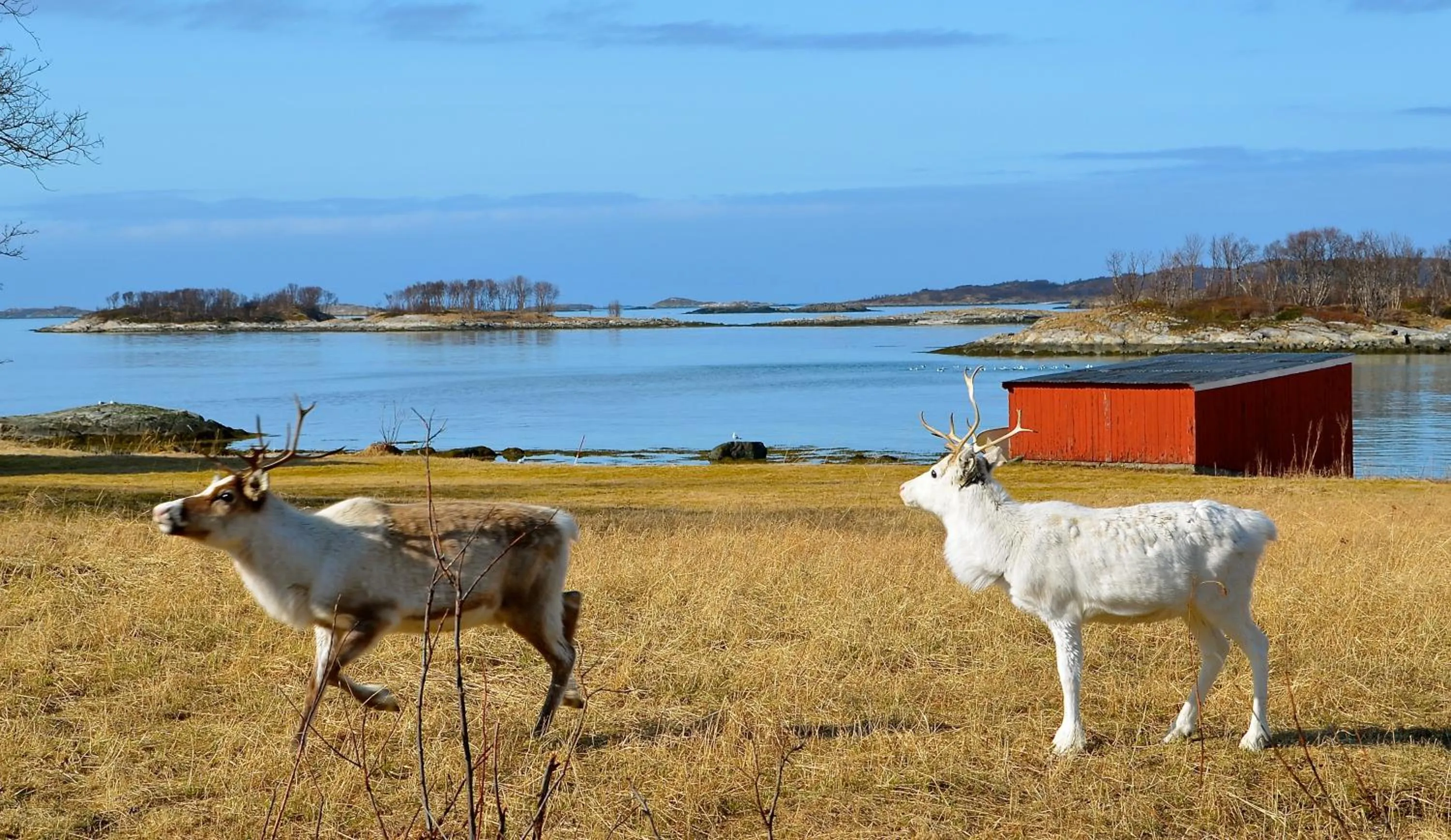 Animals in Hamn i Senja