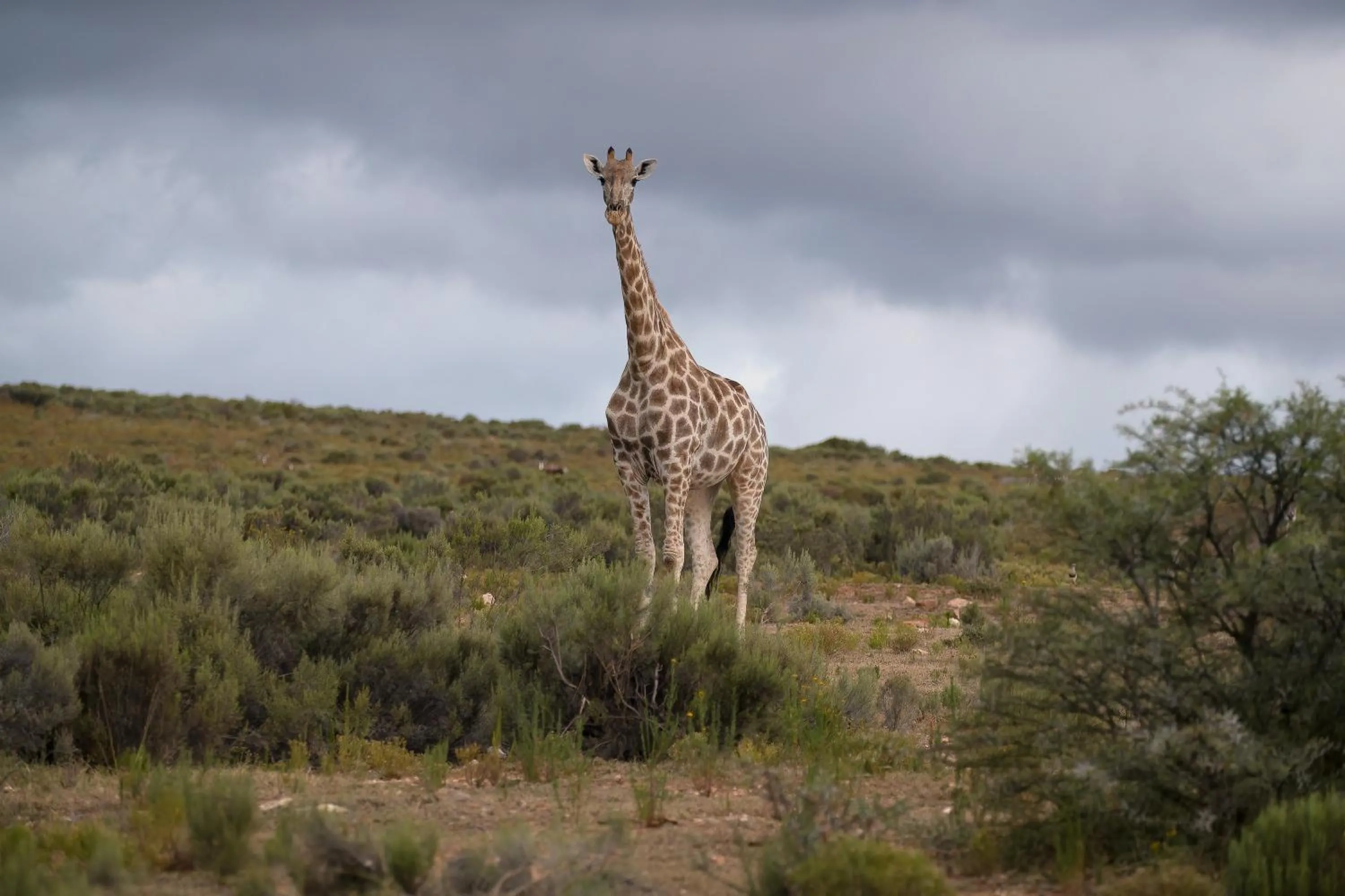 Animals in Swartberg Private Game Lodge