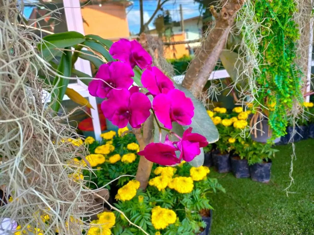 The Bliss Loei Living