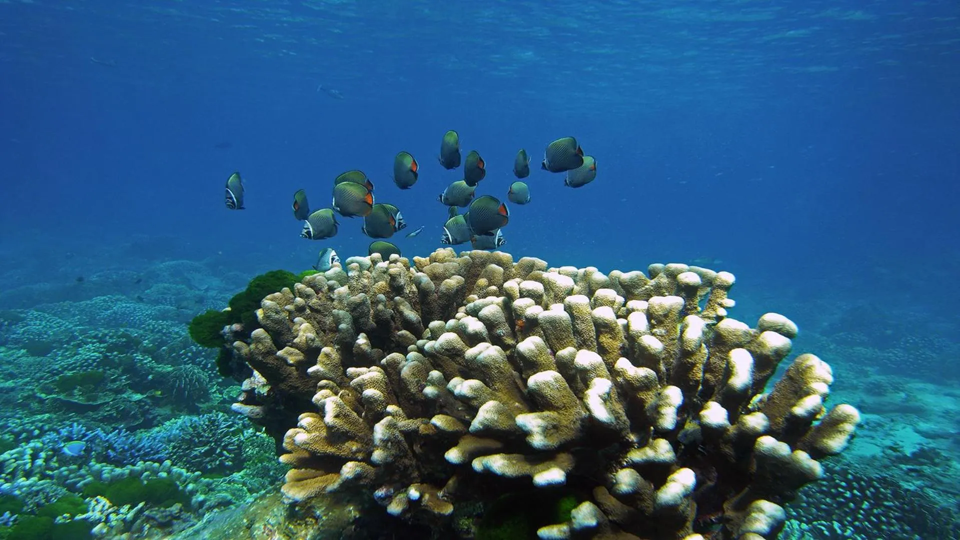 Natural landscape in V Beach Resort